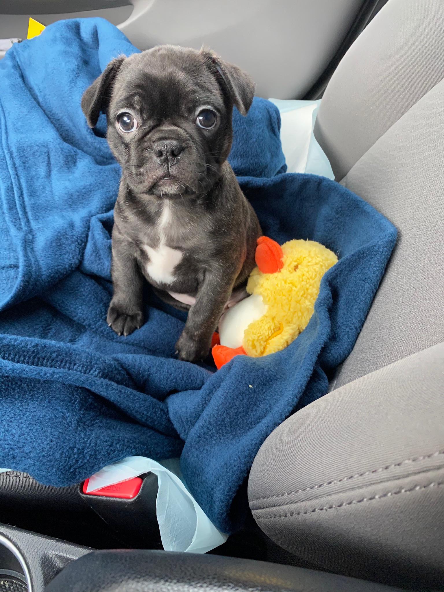 Looking for food for our new frenchton puppy. I have heard they have high risk