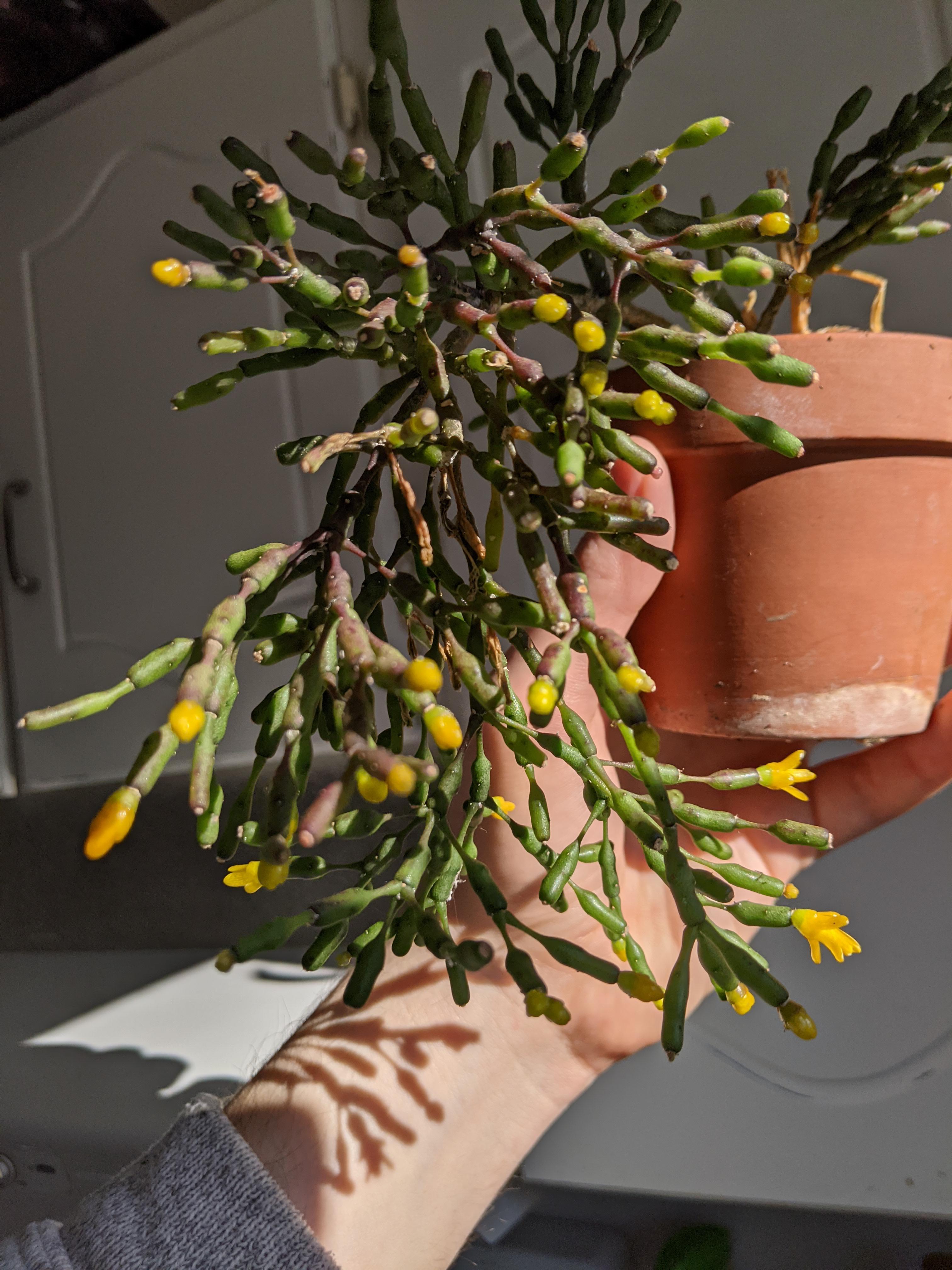 My dancing bones cactus started blooming for the first time today