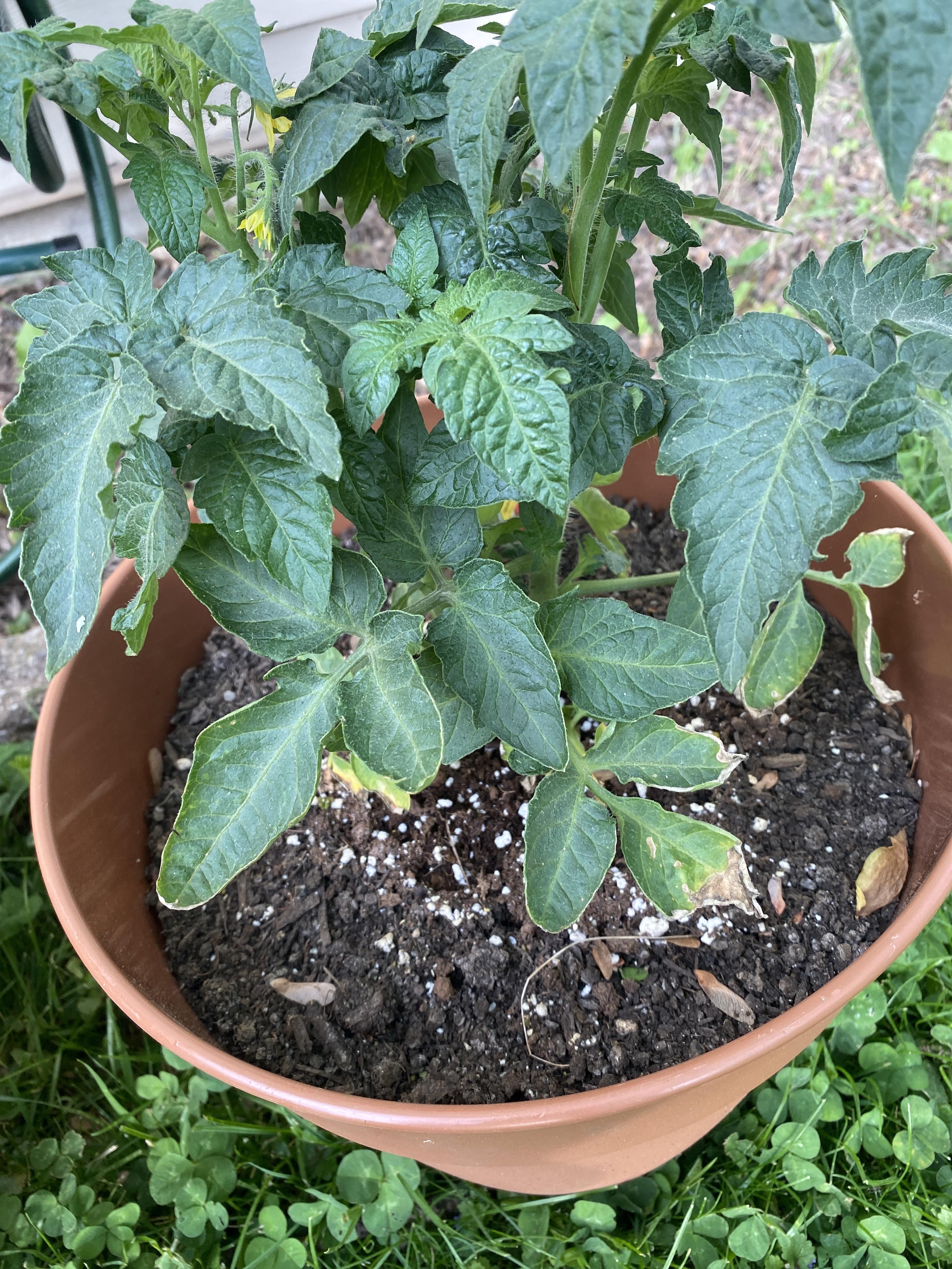 Can anyone tell me what’s wrong with the lower leaves and how to fix it