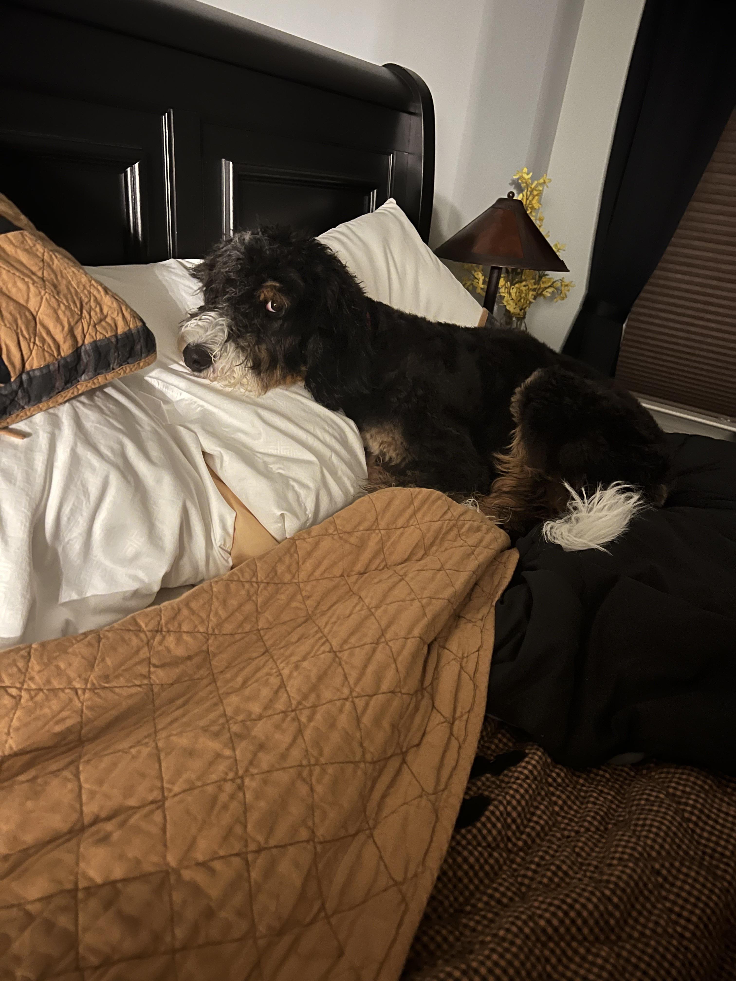 She has had an upset tummy! Bernedoodles