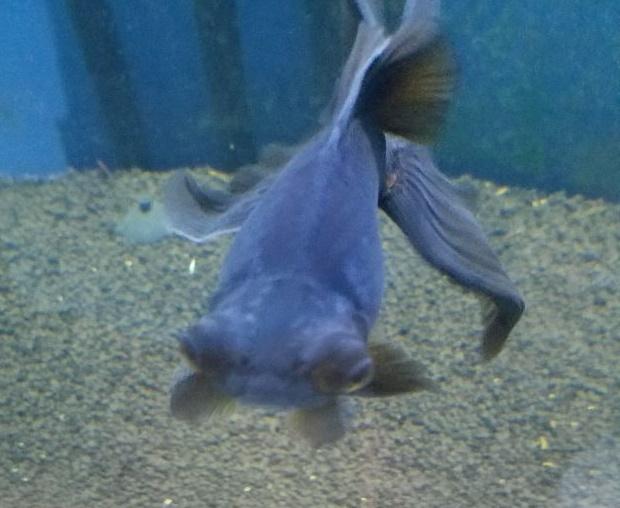 What are these white spots on my moors head? r/Goldfish