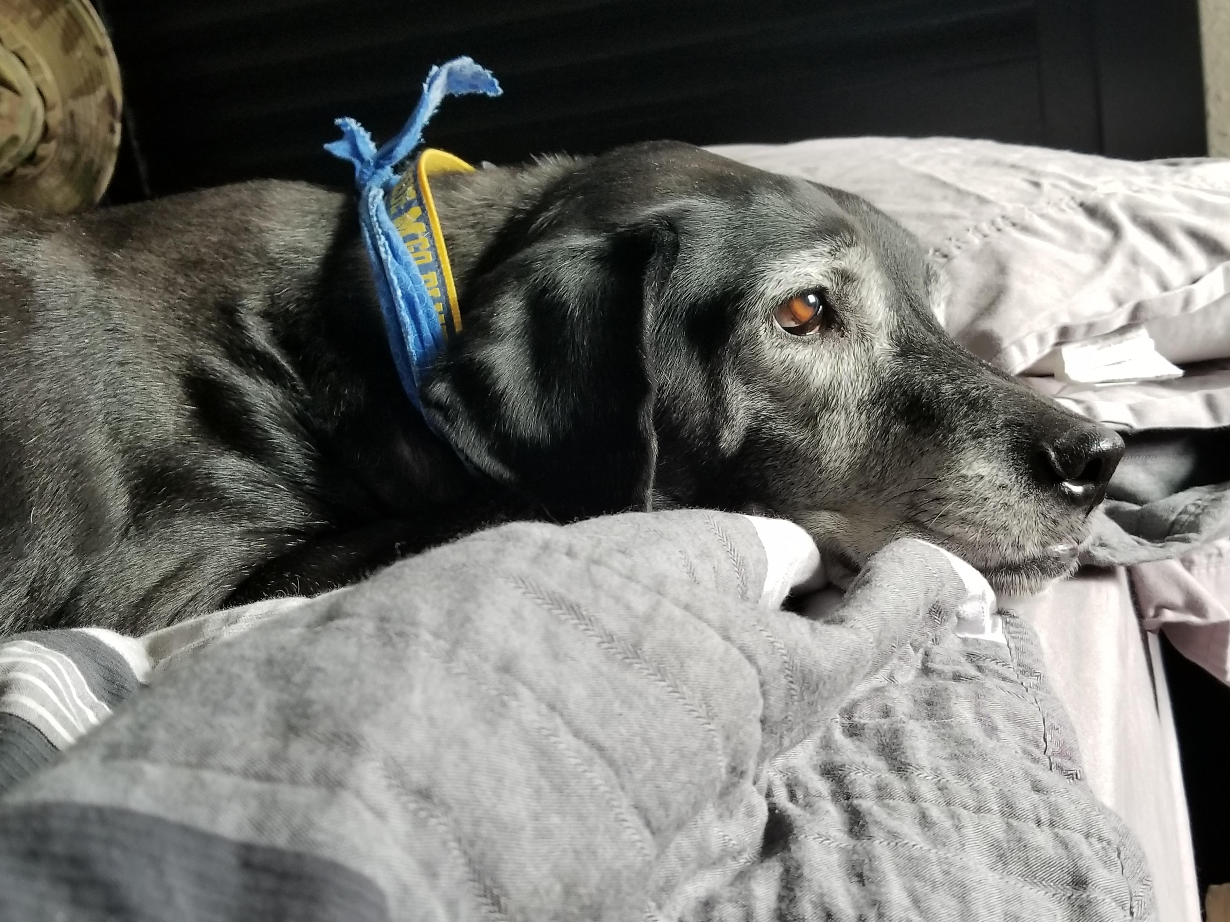 My dog likes to lay on my bed and look out the window when I play the