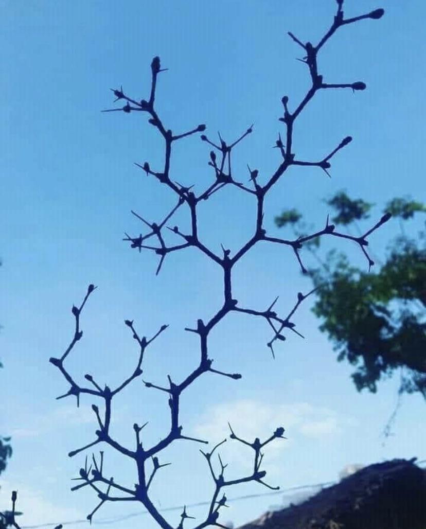 🔥 Tree with hexagonal carbon chainlike branches NatureIsFuckingLit