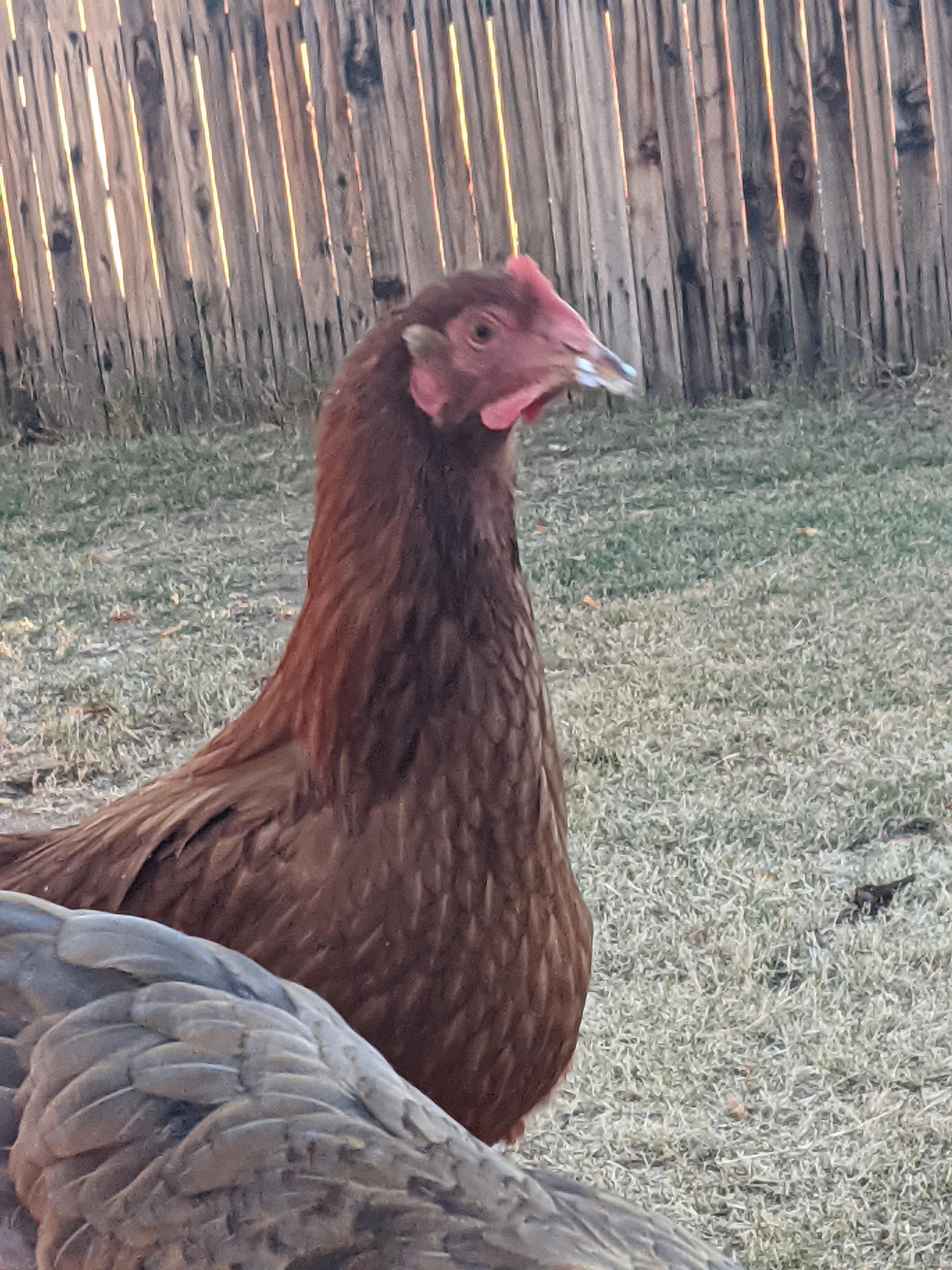 My chickens started eating candle wax? r/BackYardChickens