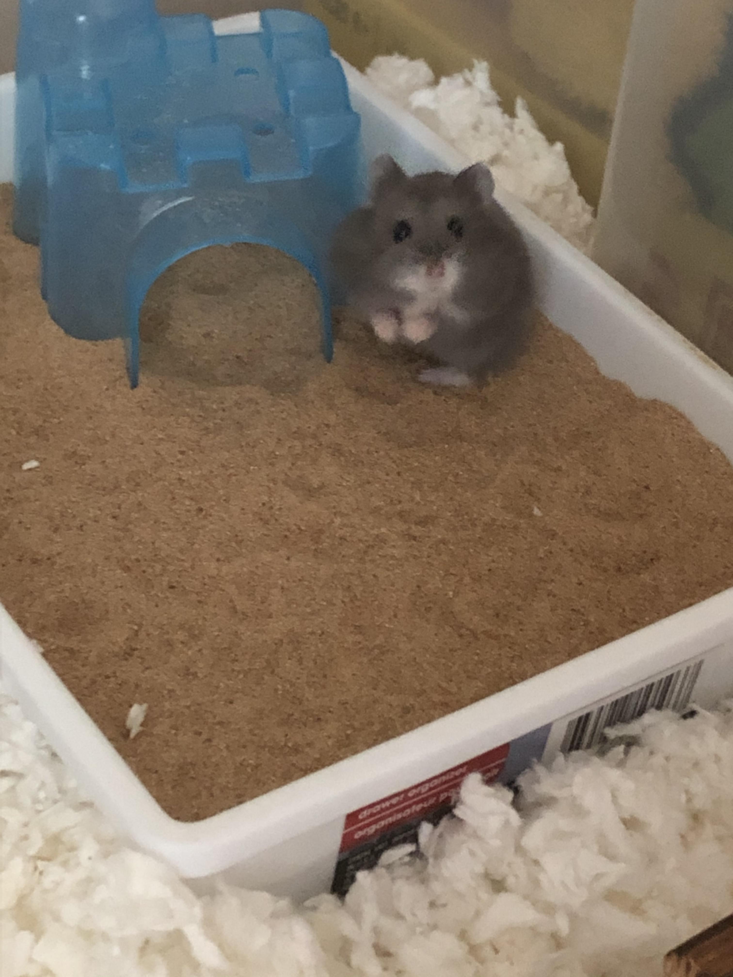 Gordan Hamsay with a mouth full of pumpkin seeds r/hamsters