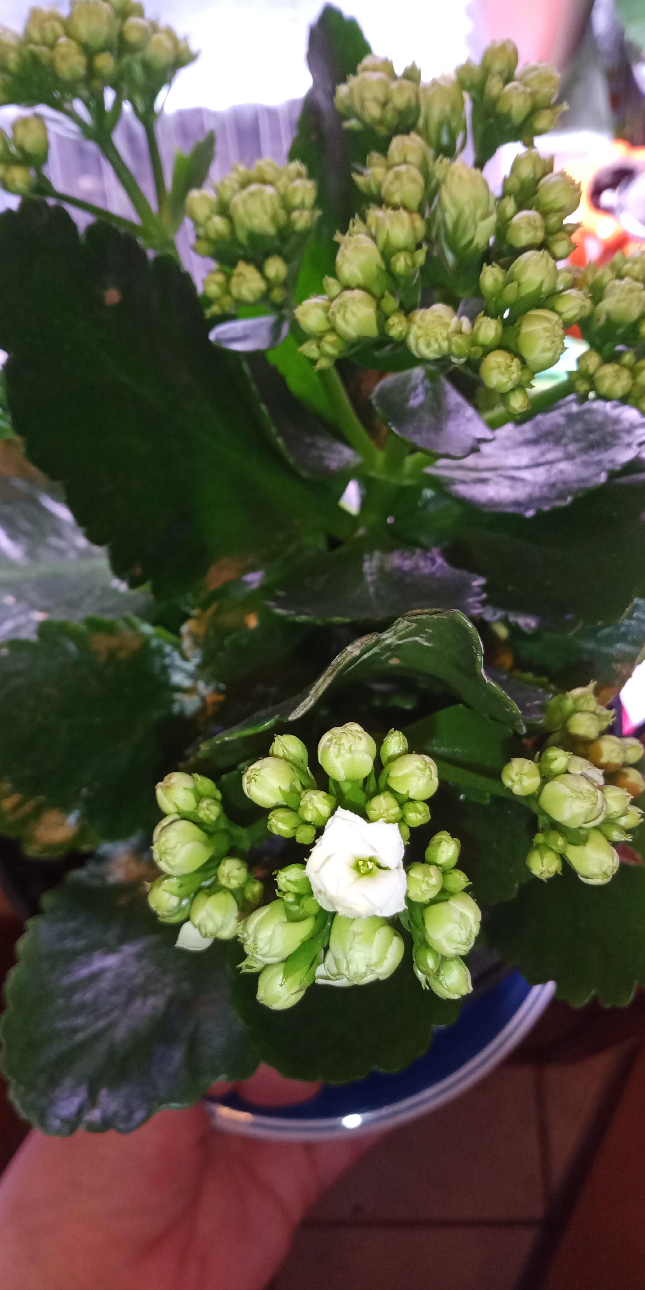 My kalanchoe bloomed!