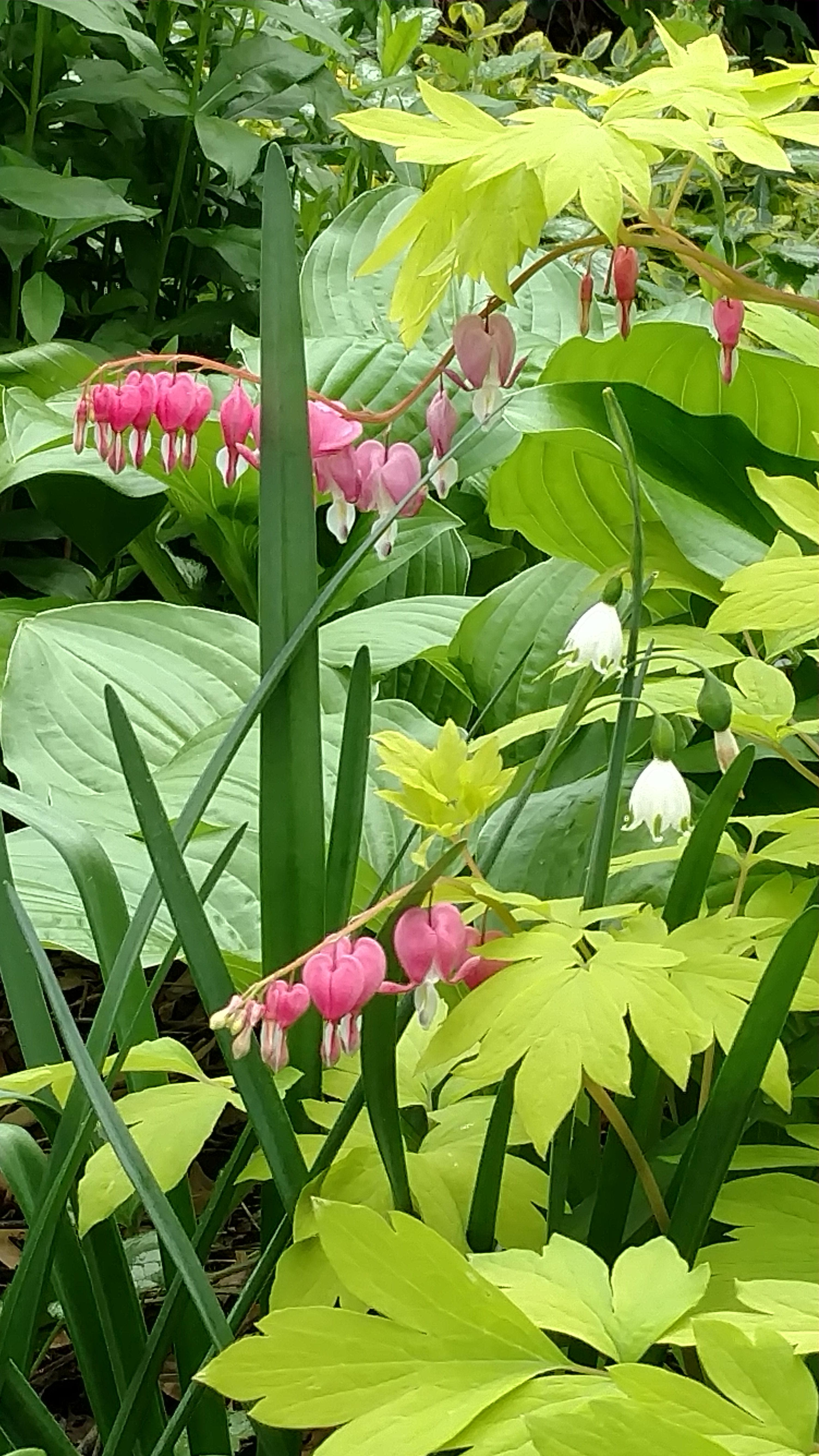 [Missouri] [outdoors] Pink and white flowering plants r/whatsthisplant