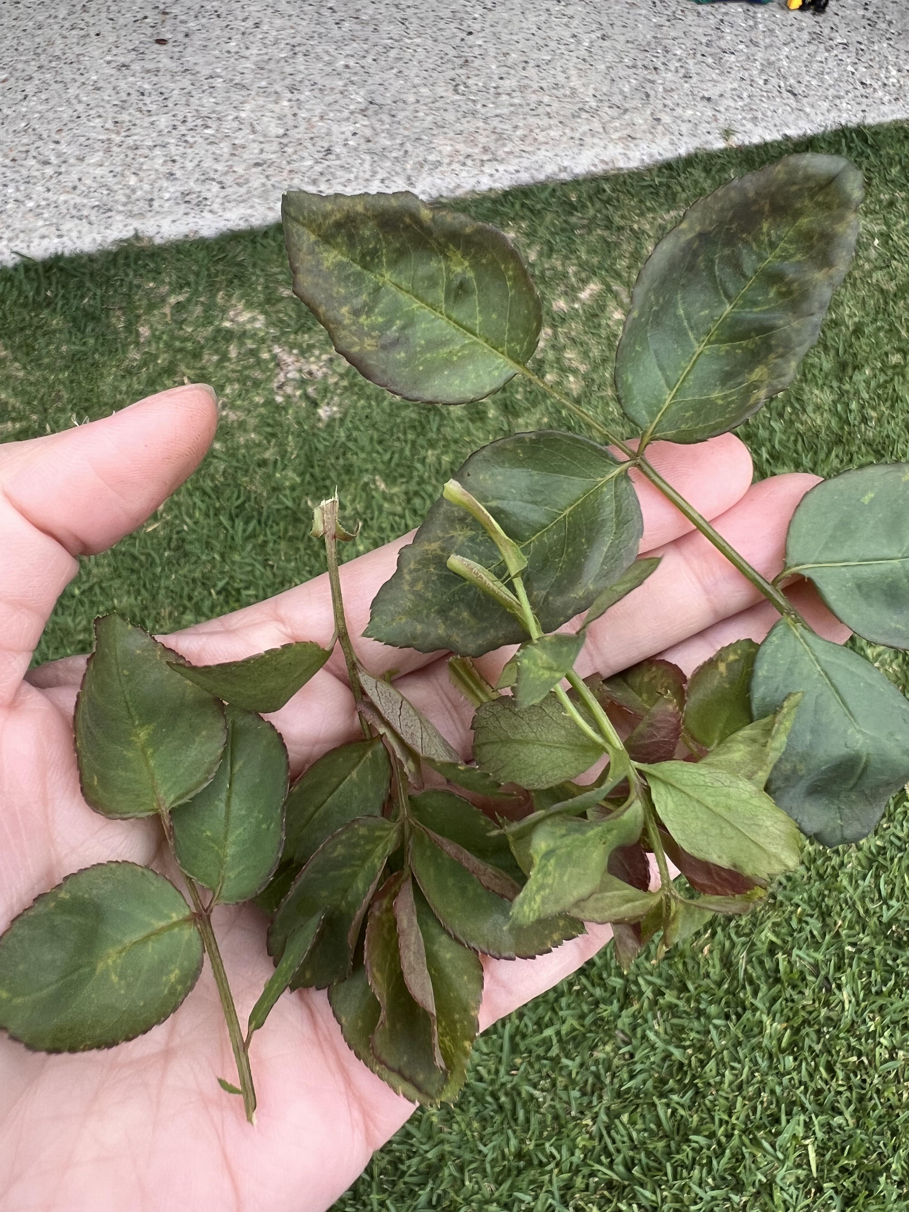 What happened to my roses? Is it fungus disease? r/Roses