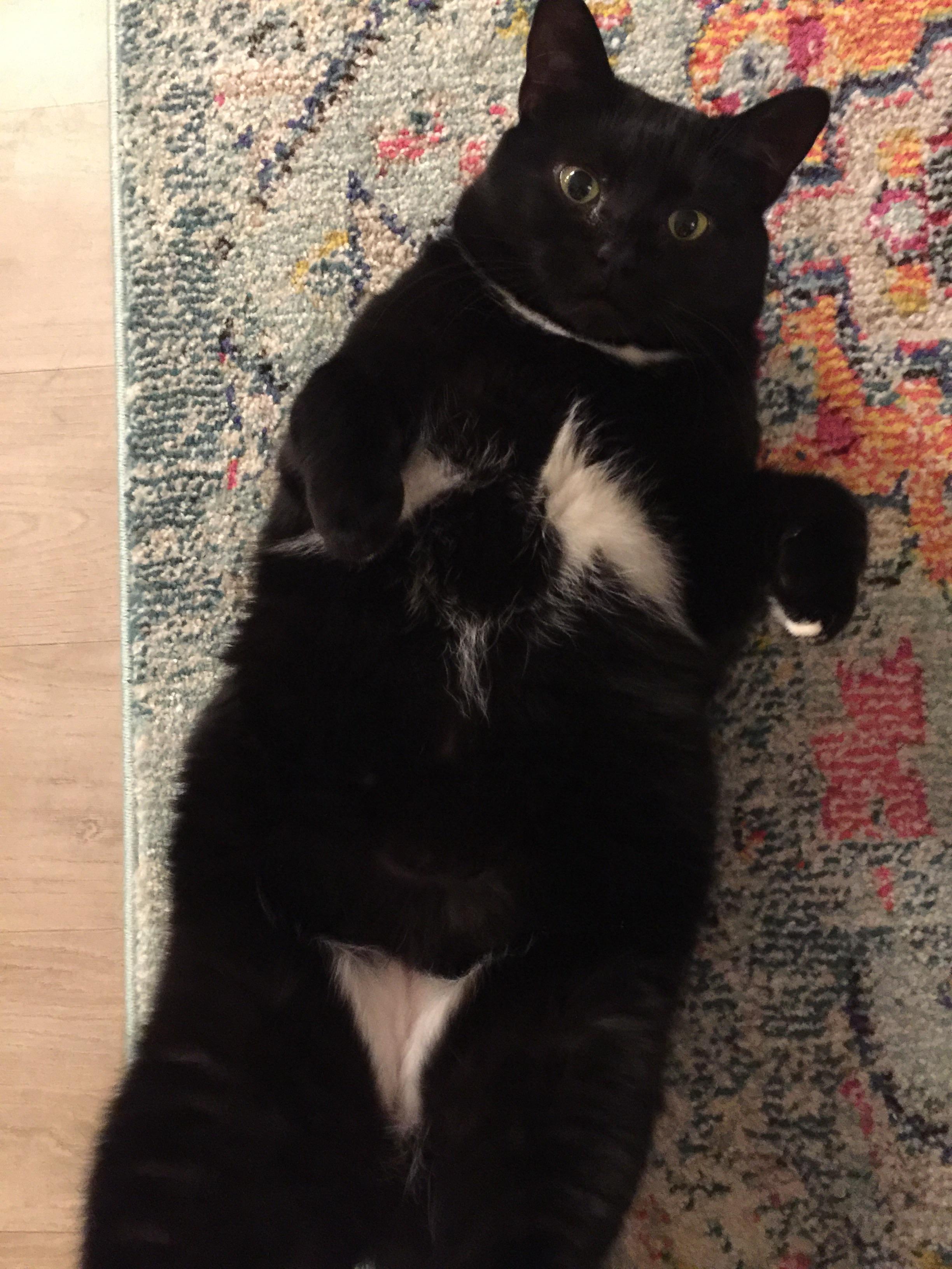 Sometimes Luna shows her secret bikini r/cats