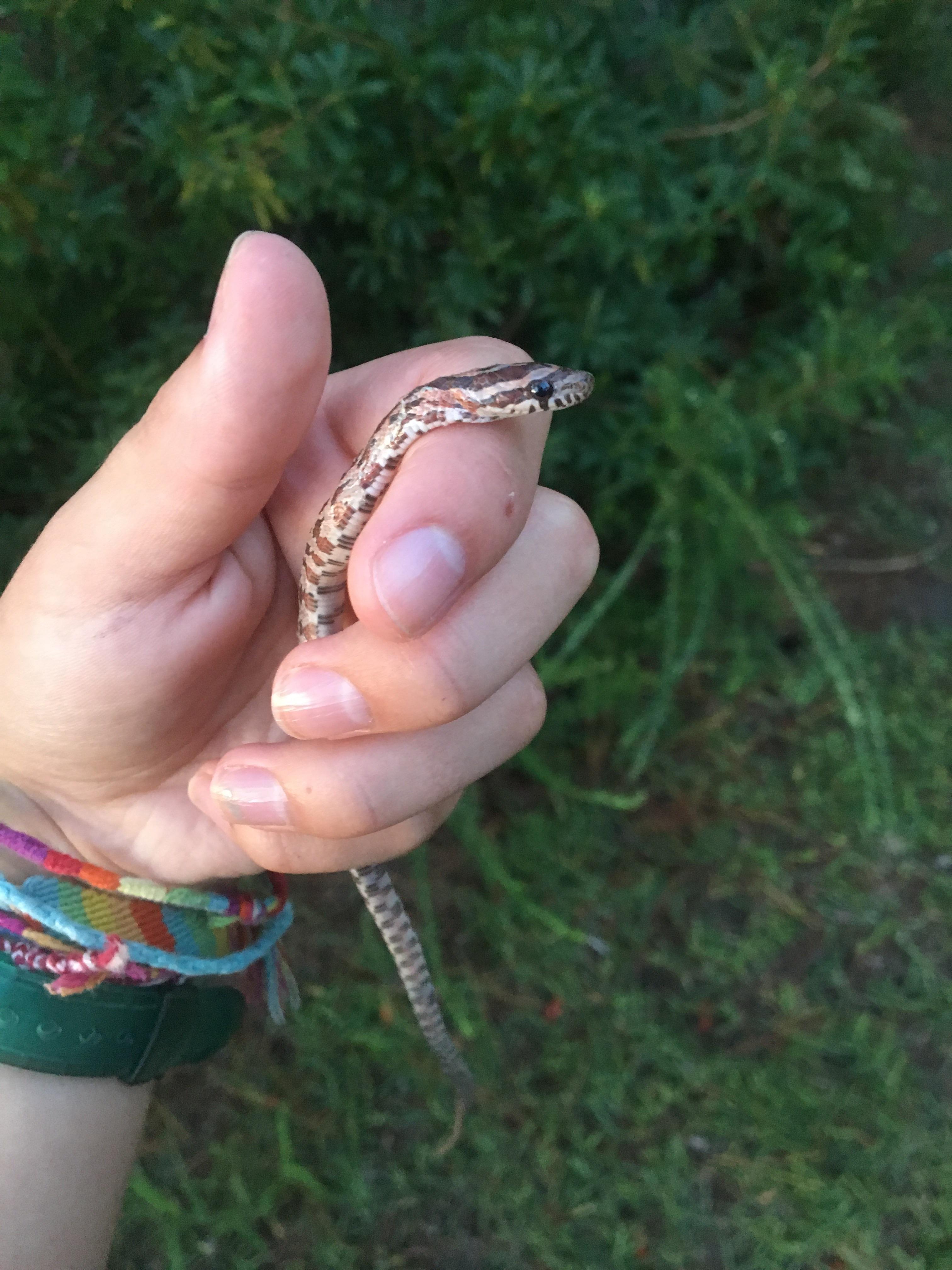 Cute baby corn snake at the park a few weeks ago in Wilmington NC r