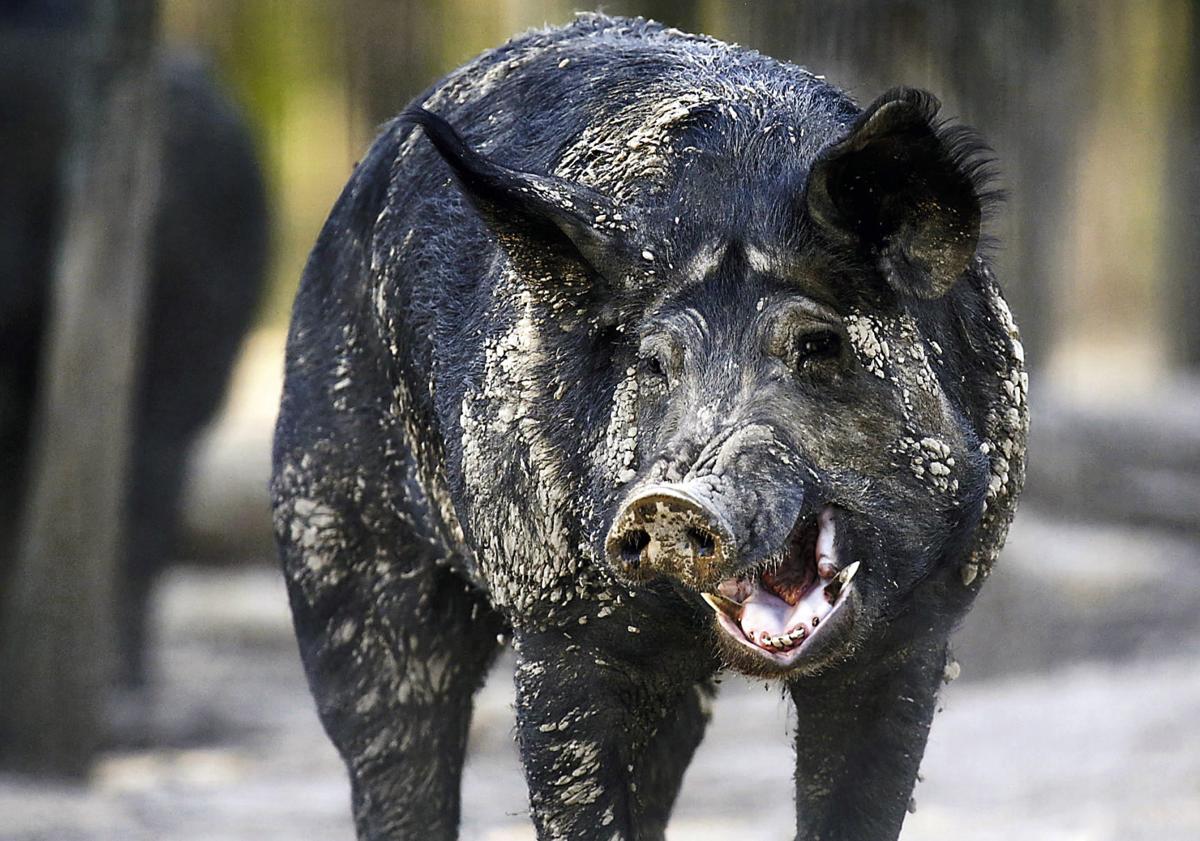 This badass Pig r/badassanimals