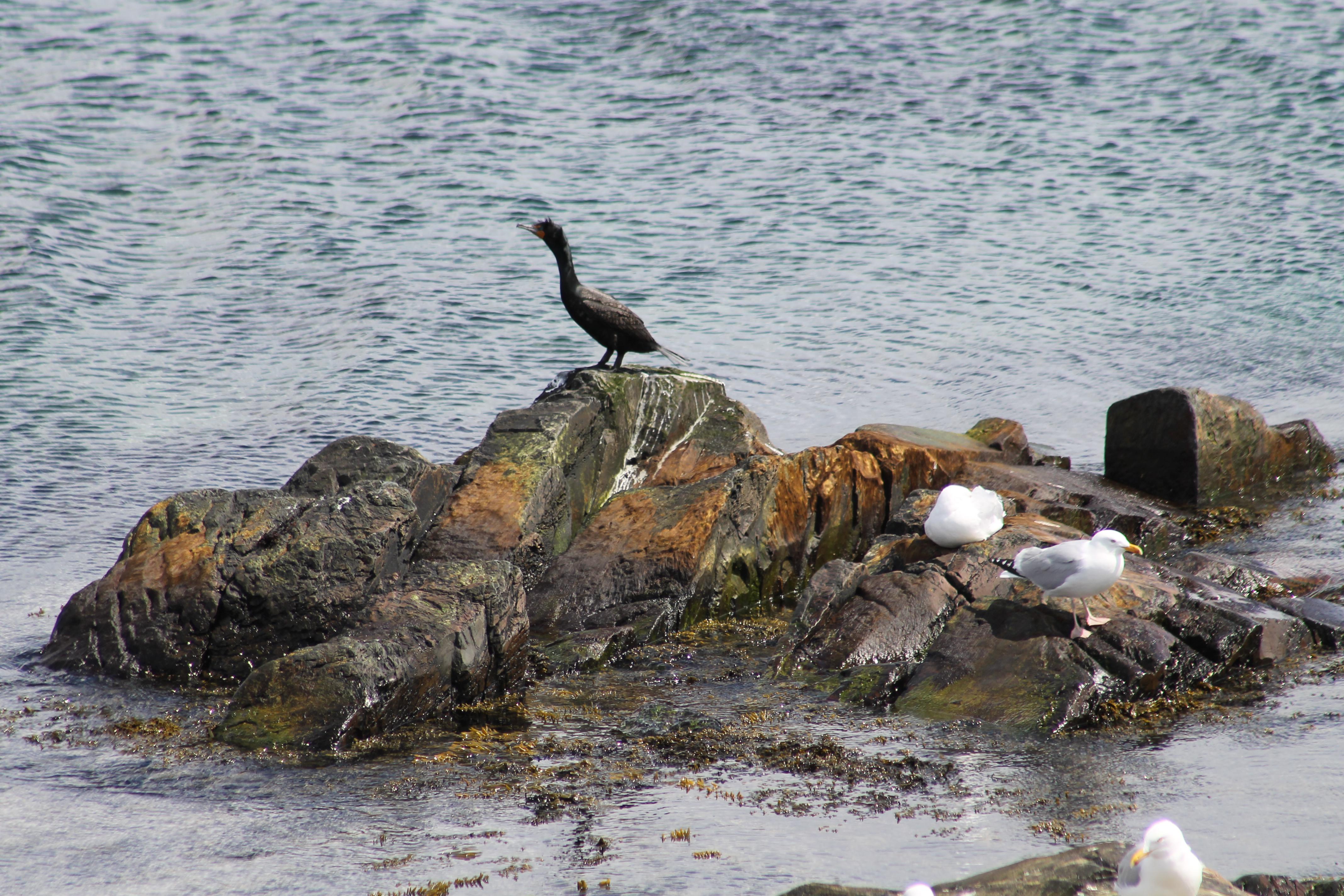 Newfoundland, Canada. DoubleCrested Cormorant? r/whatsthisbird