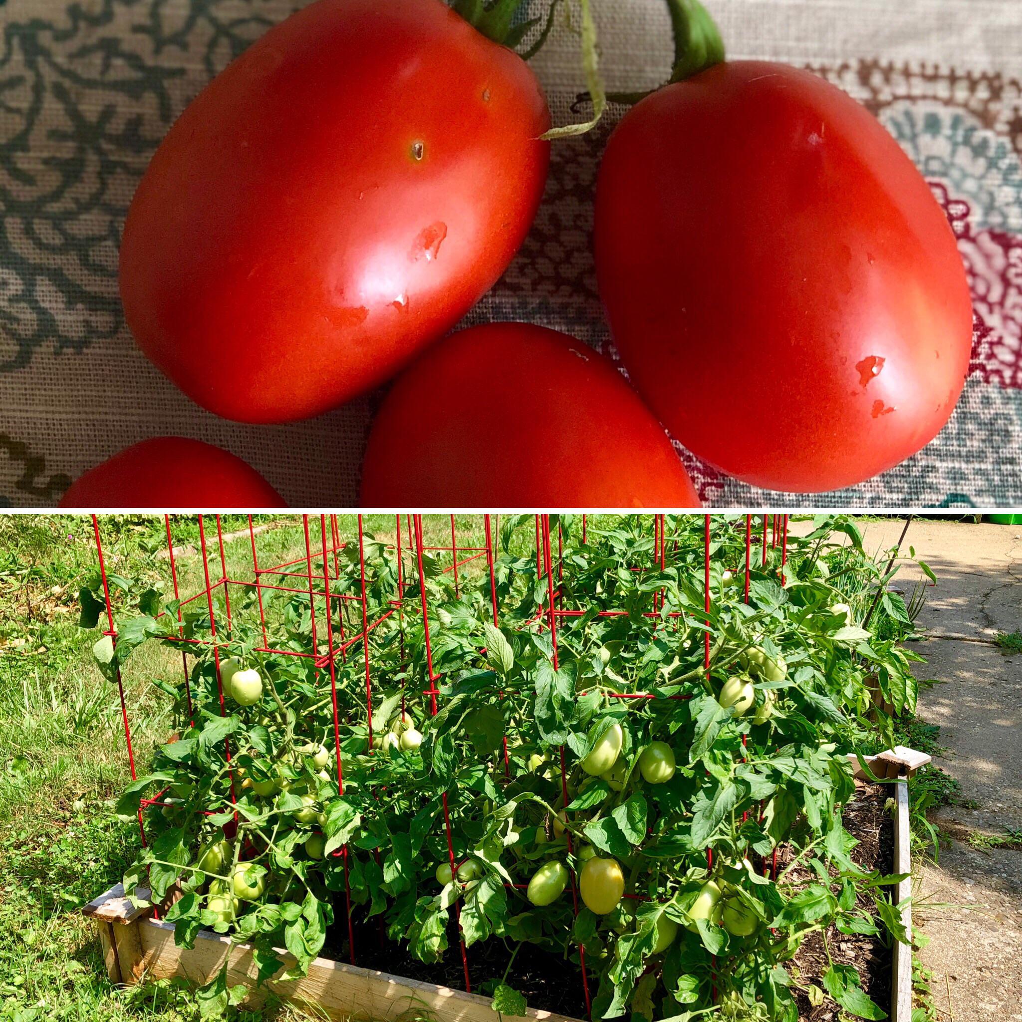 My first time gardening! My roma tomato plants have been especially successful, and I just