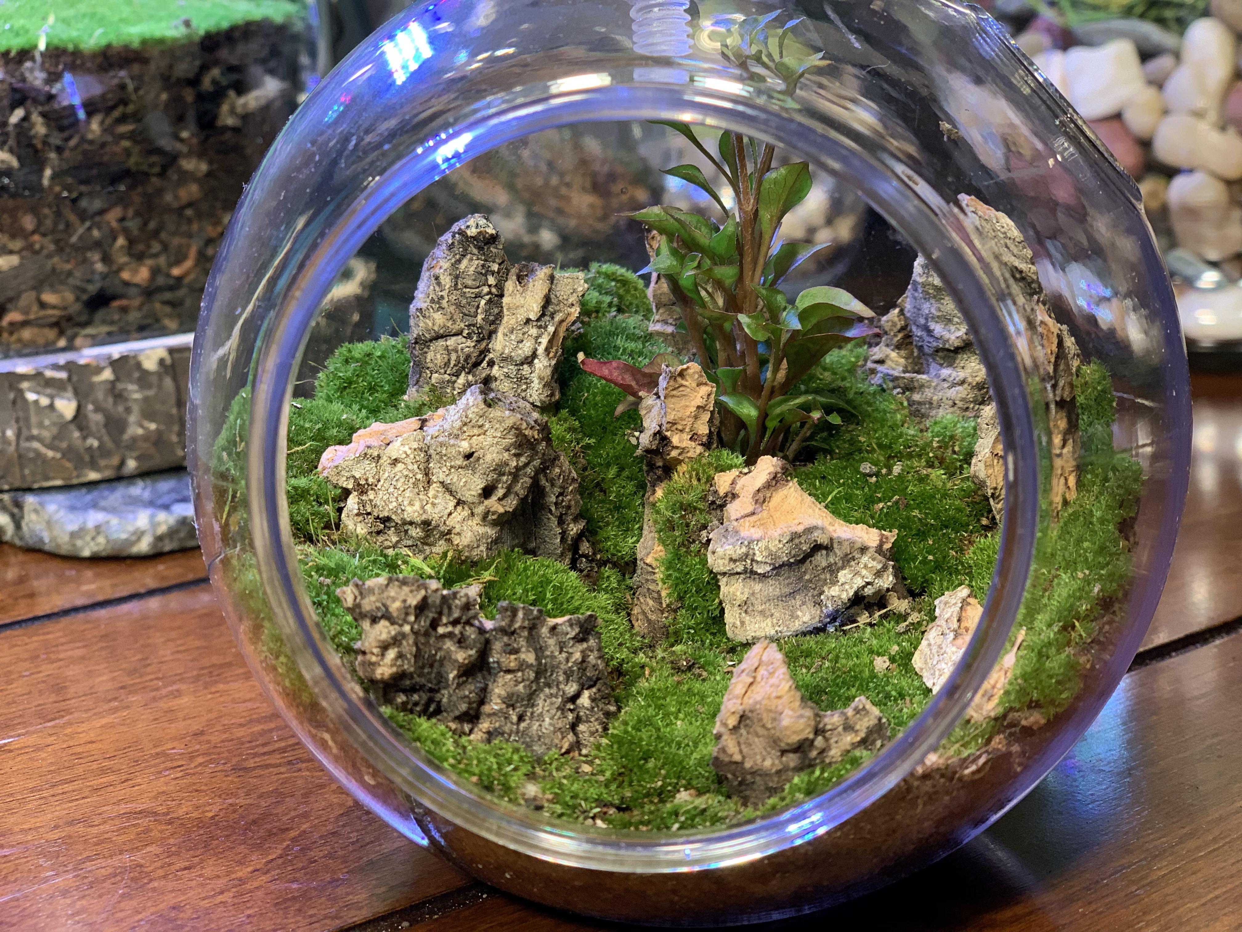 Cork bark Mountain View terrarium! The how to video is now uploaded