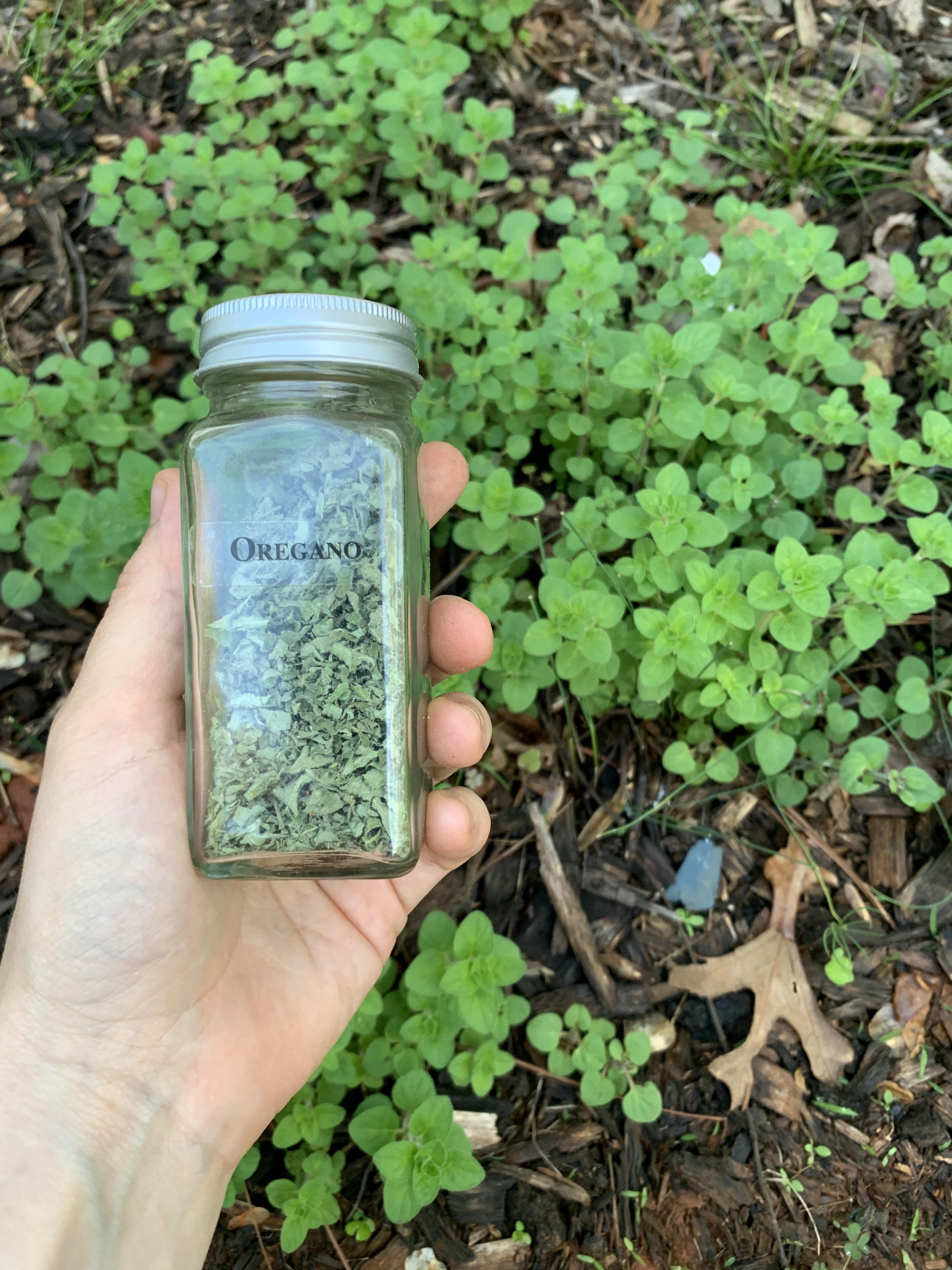 I haven’t bought Oregano, dried or fresh, in over a year. It ain’t much