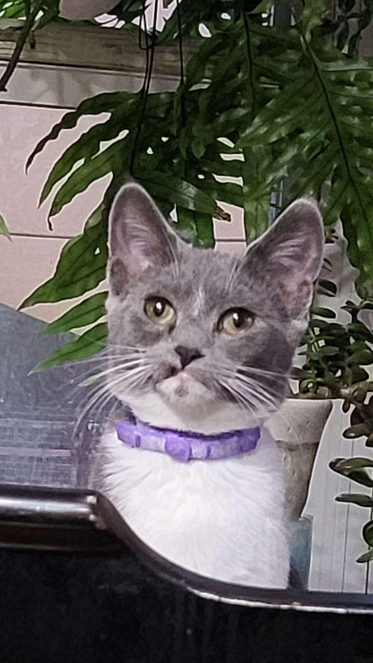 Tips to get my cat to use bathroom outside r/CATHELP
