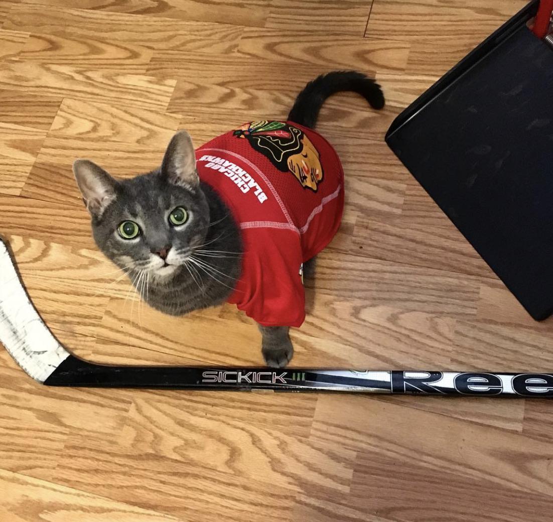 Teaching Hobbes some hockey r/cats