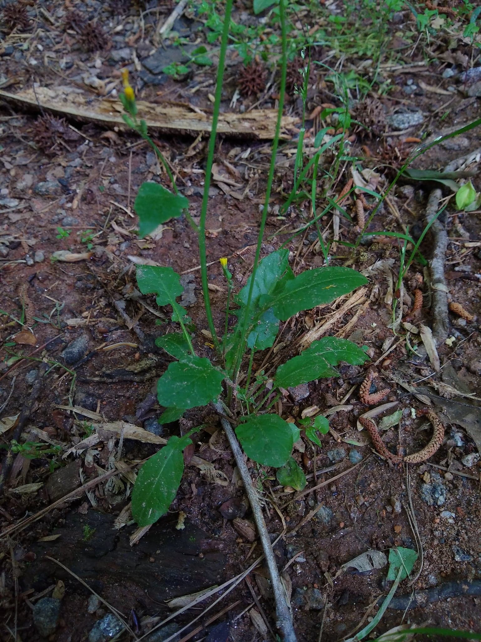 Help baby wont eat BeardedDragon