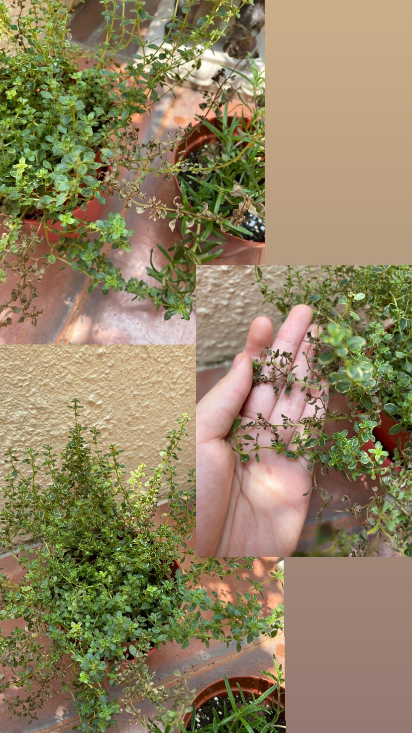 why is my thyme turning dry and dark? it was doing very well until