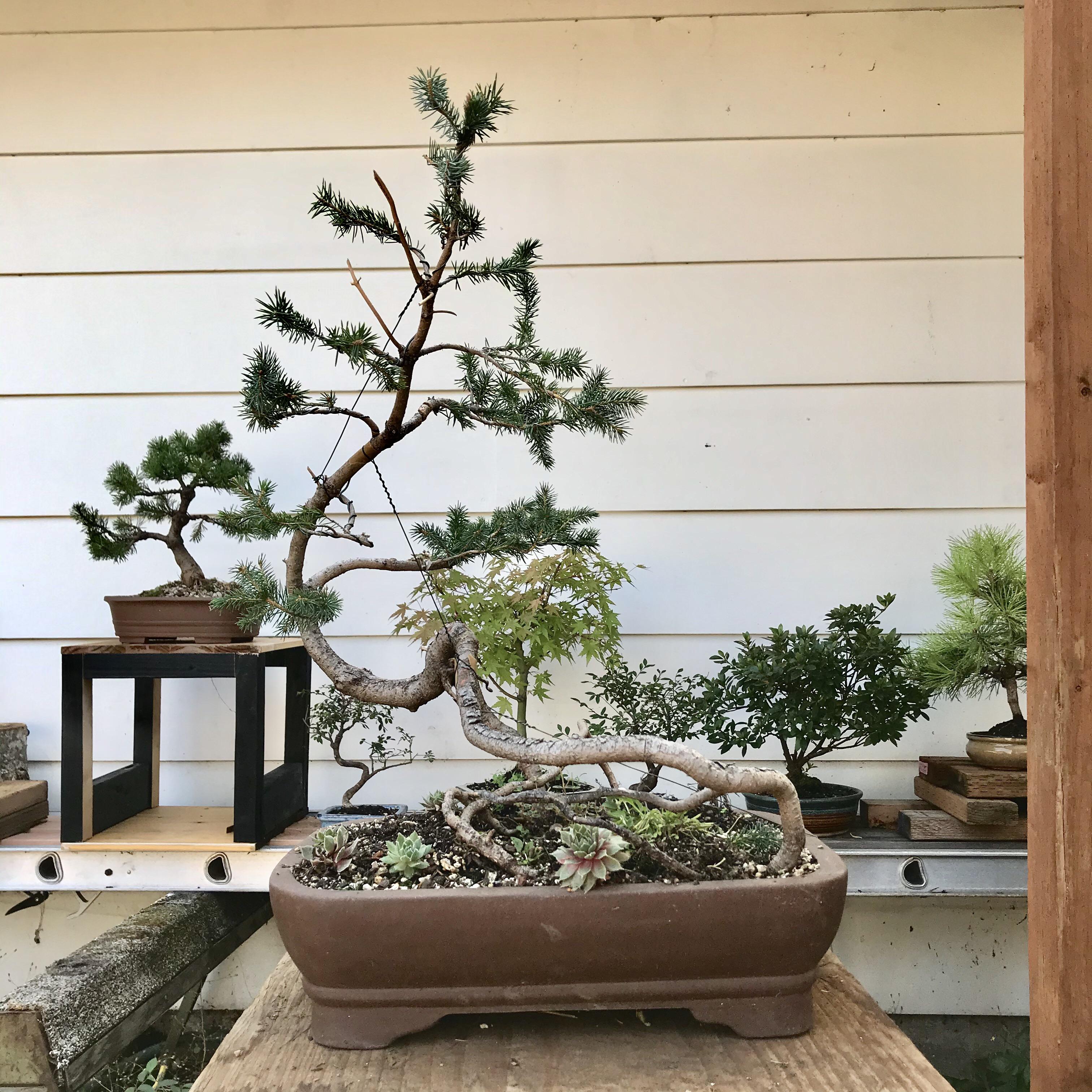 Forever bending this blue spruce yamadori. Thought about chopping the