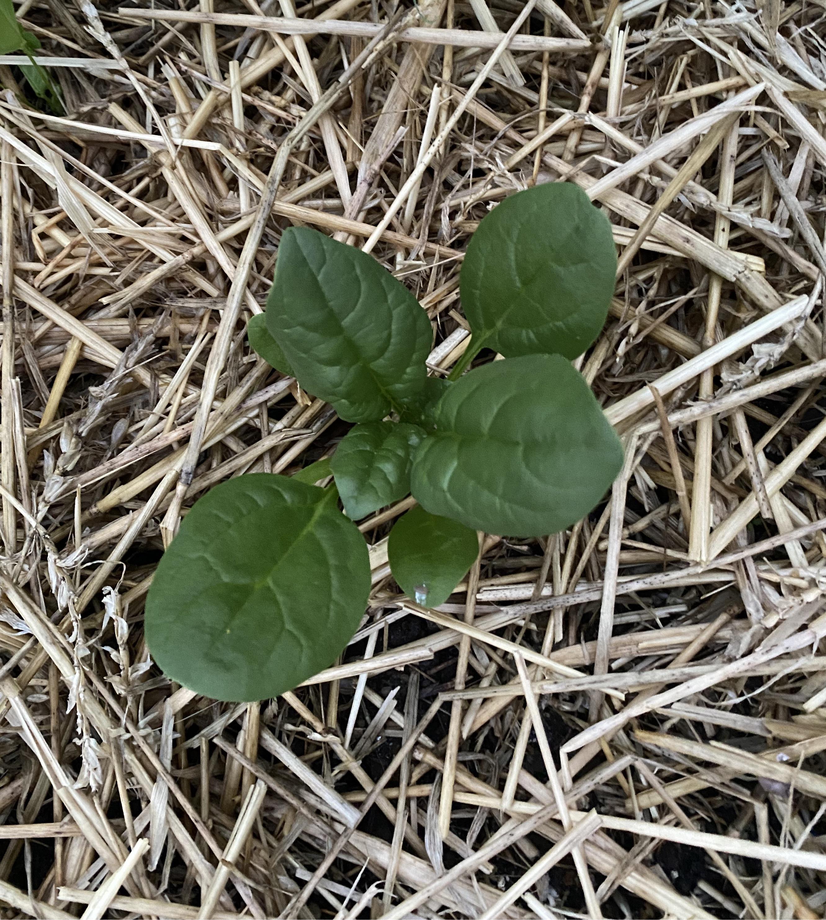 I think our spinach is bolting, husband disagrees what’s your vote