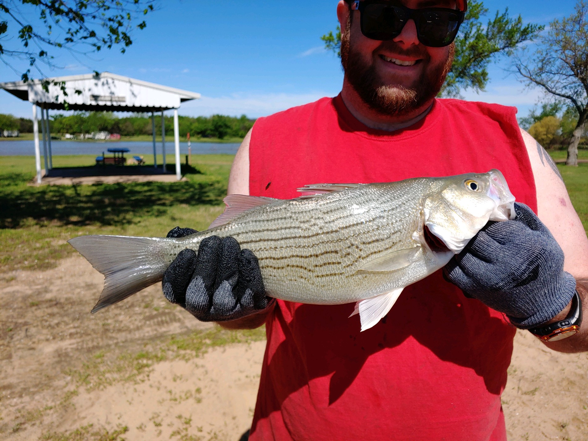 First fish of the season! 19" Wiper. r/Fishing