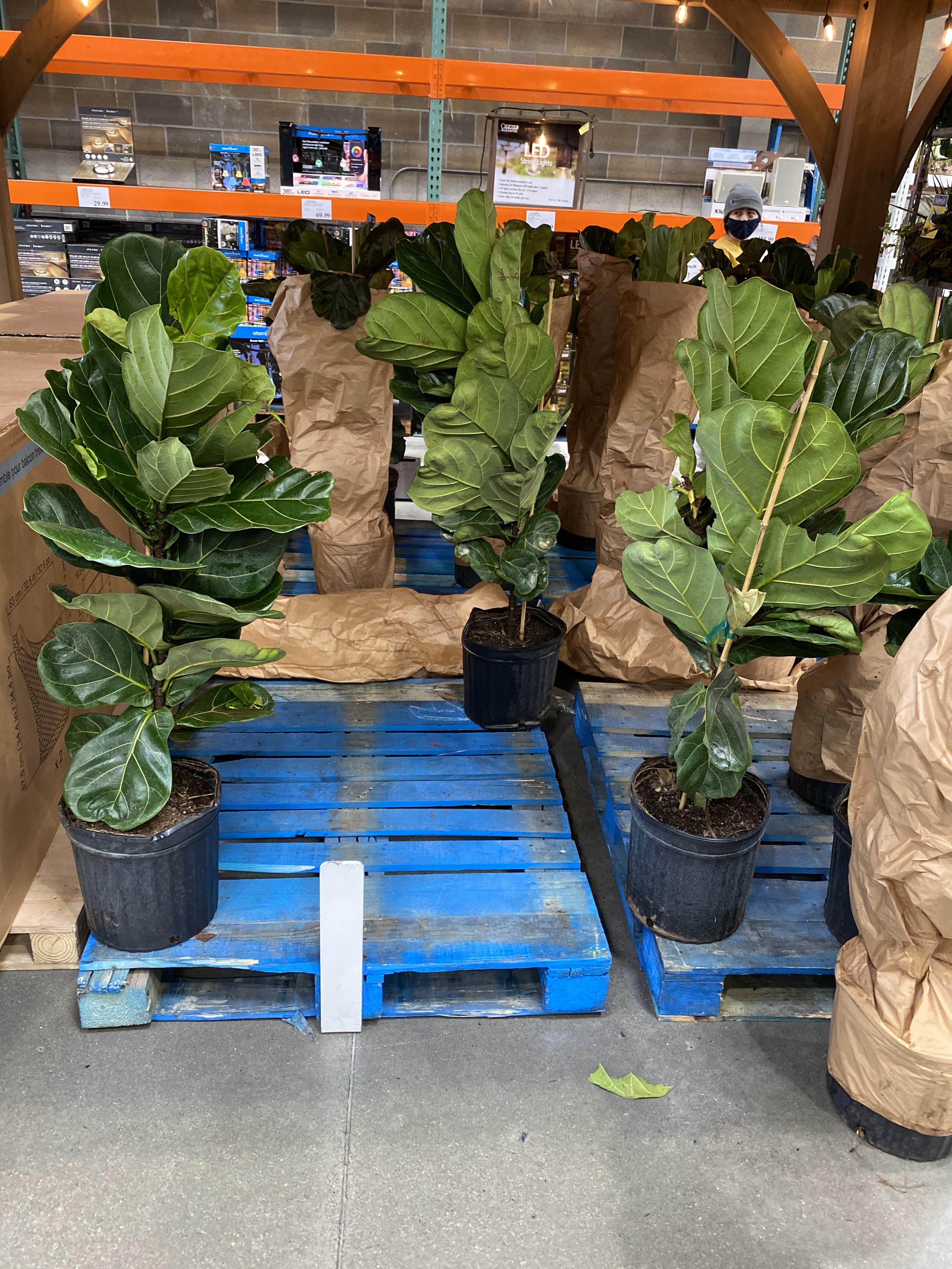 35 Fiddle Leaf Figs at a Utah Costco! r/houseplants