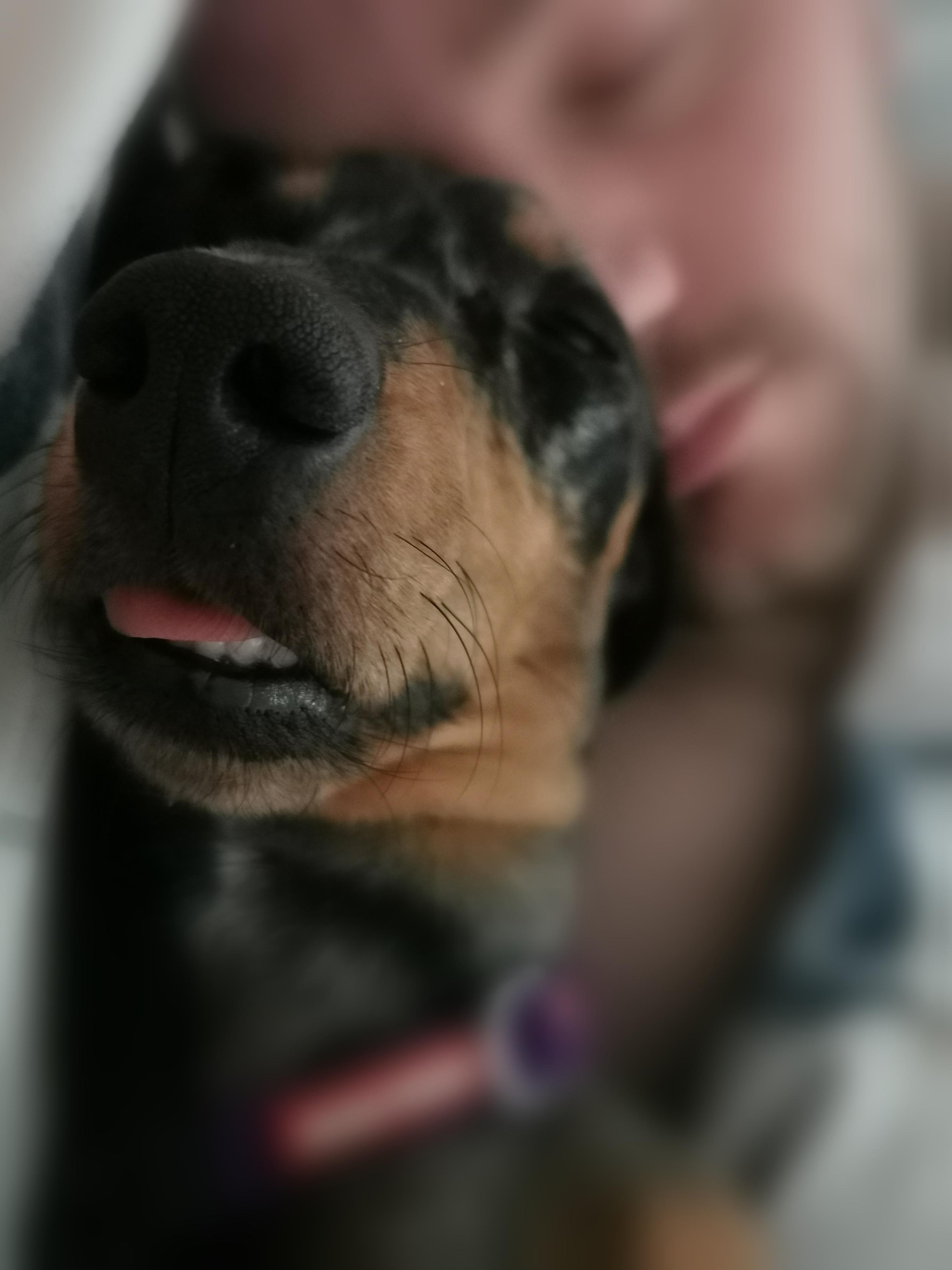 Complete with loud snoring... 😴 r/Dachshund
