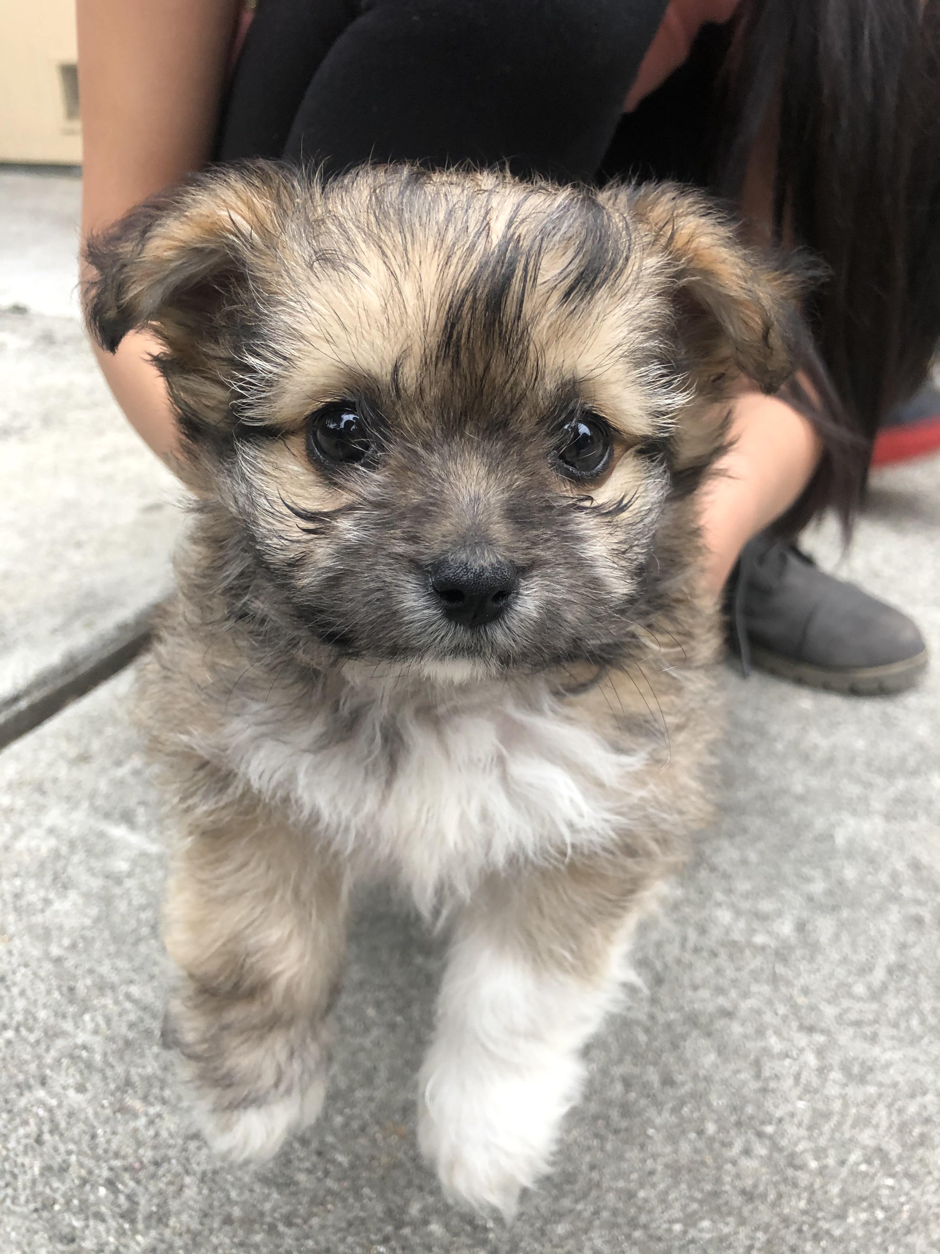 Pomeranian Maltese Mix Full Grown