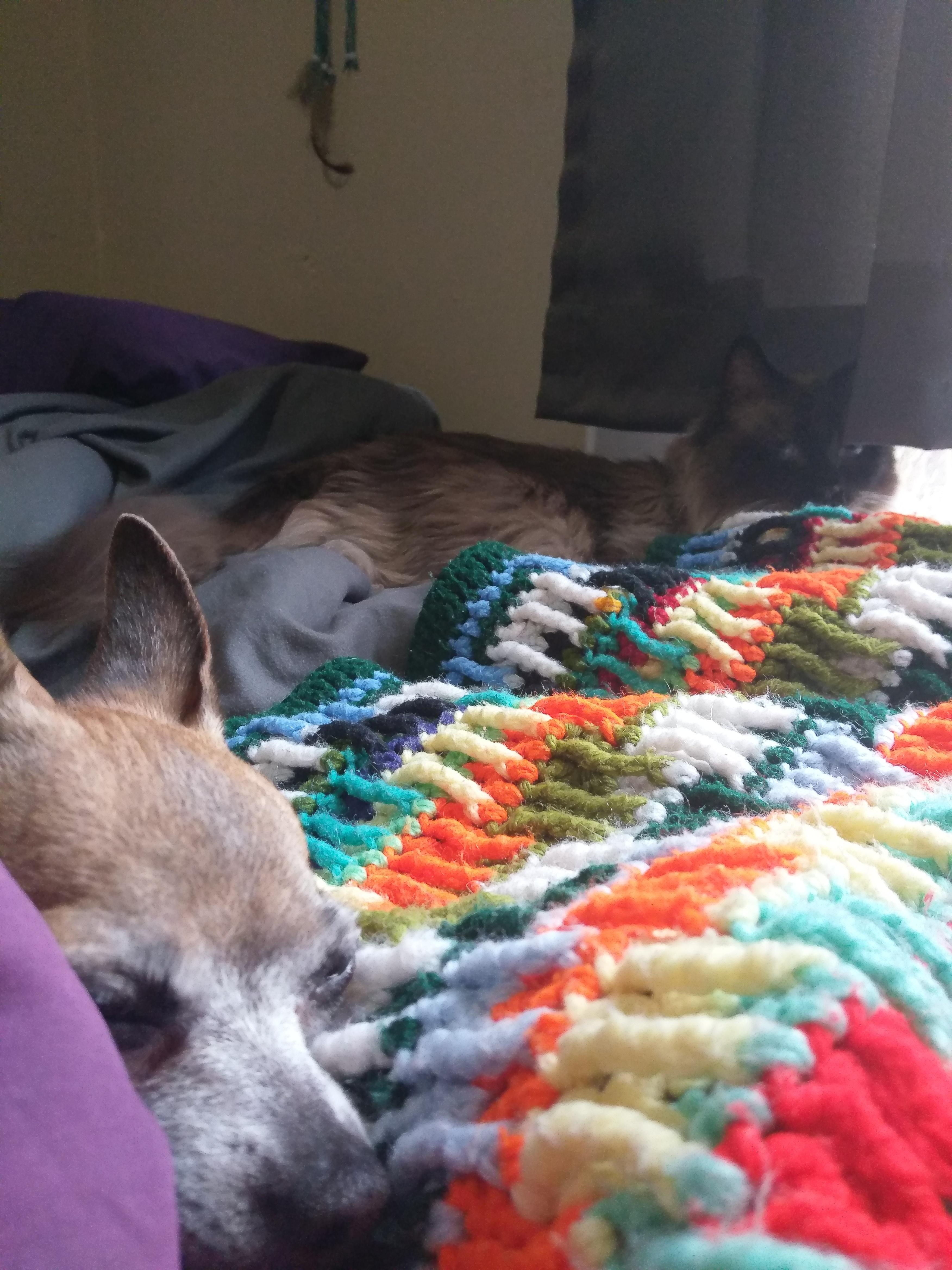 My roommates cat and my dog are slowly...co existing. Small steps. r/Chihuahua