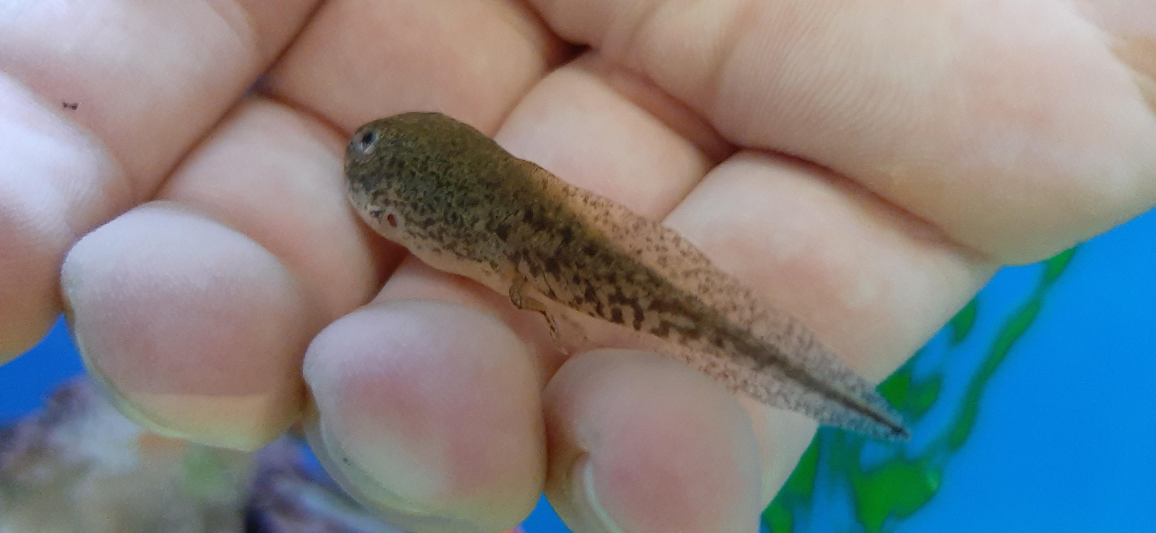What type of tadpole is this? Shipped from a fish farm in Arkansas to a fish store in