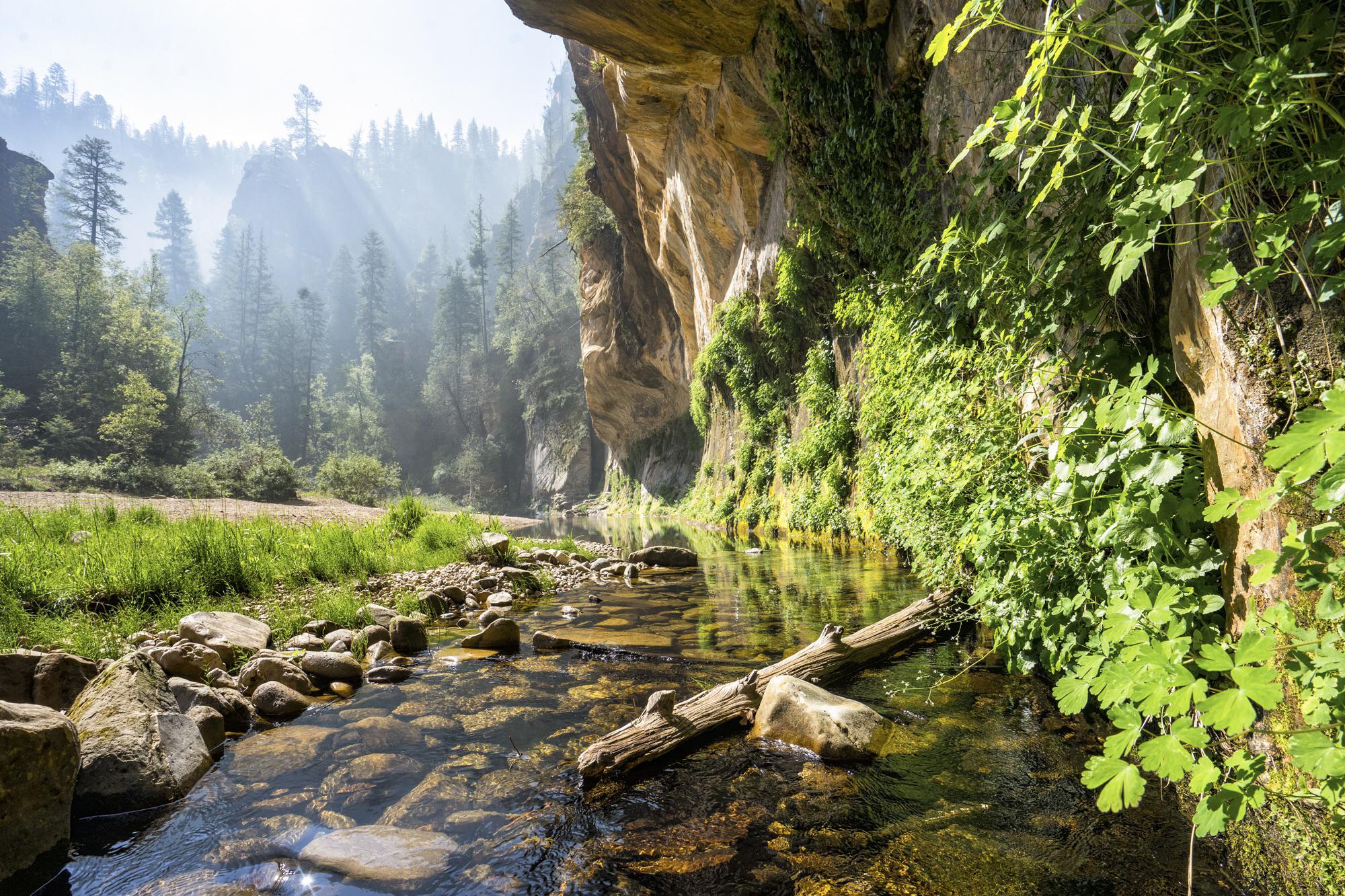 Smoky morning in the West Clear Creek Wilderness, Happy Jack, Arizona, USA r/hiking