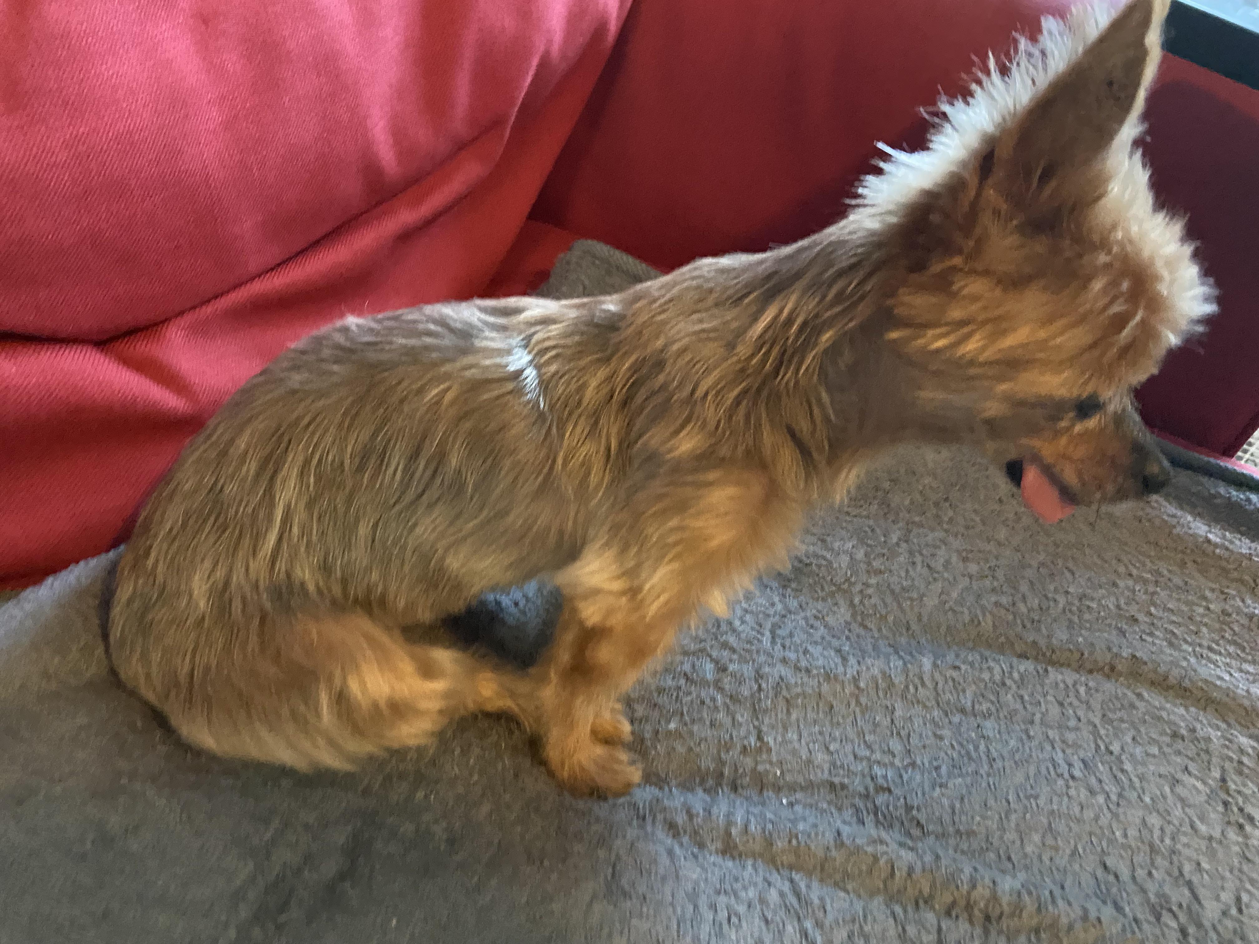 Worried about Amelia’s (15yld F) hips. She has been walking funny these