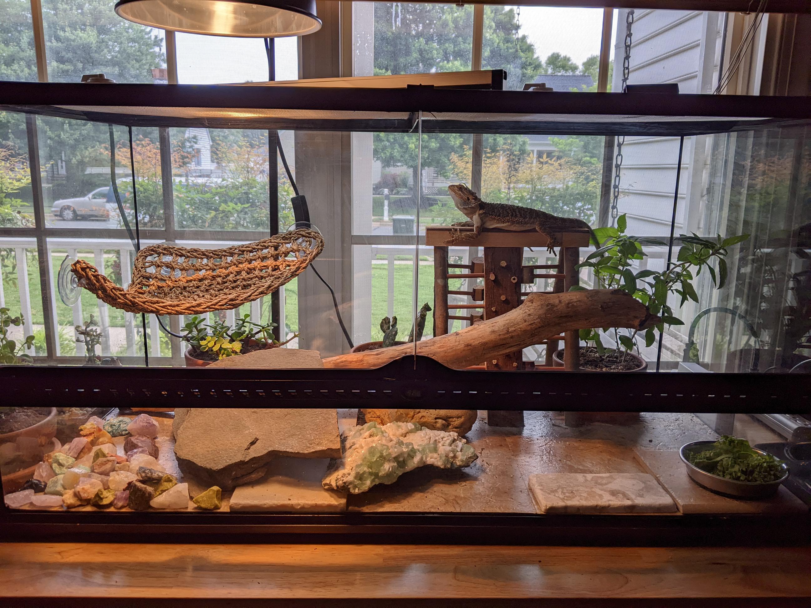 Regi's new enclosure setup with edible garden and jungle gym. Spoiled