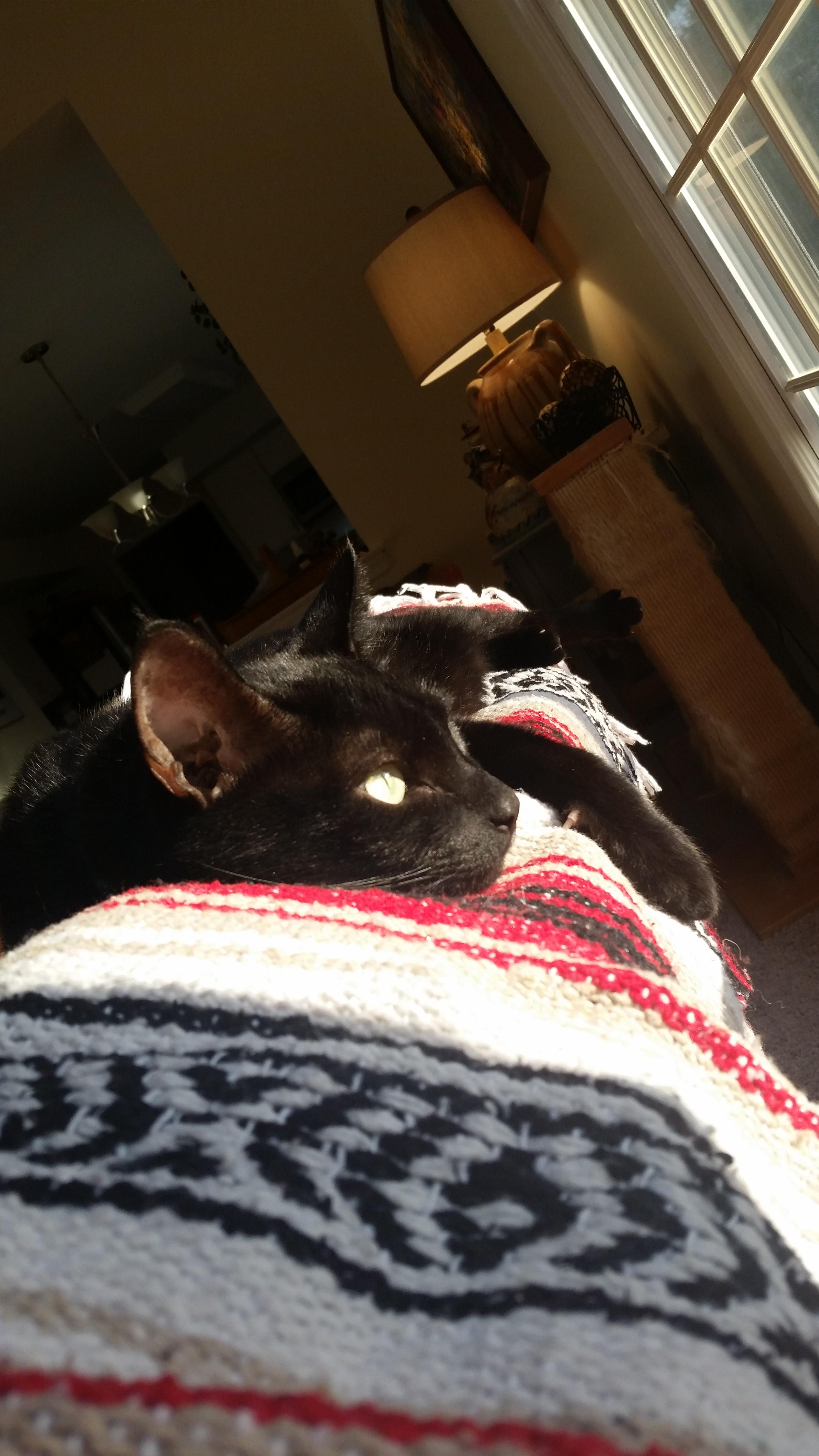 Just a pic of my cat, Black Jack (sorry for the semilow
