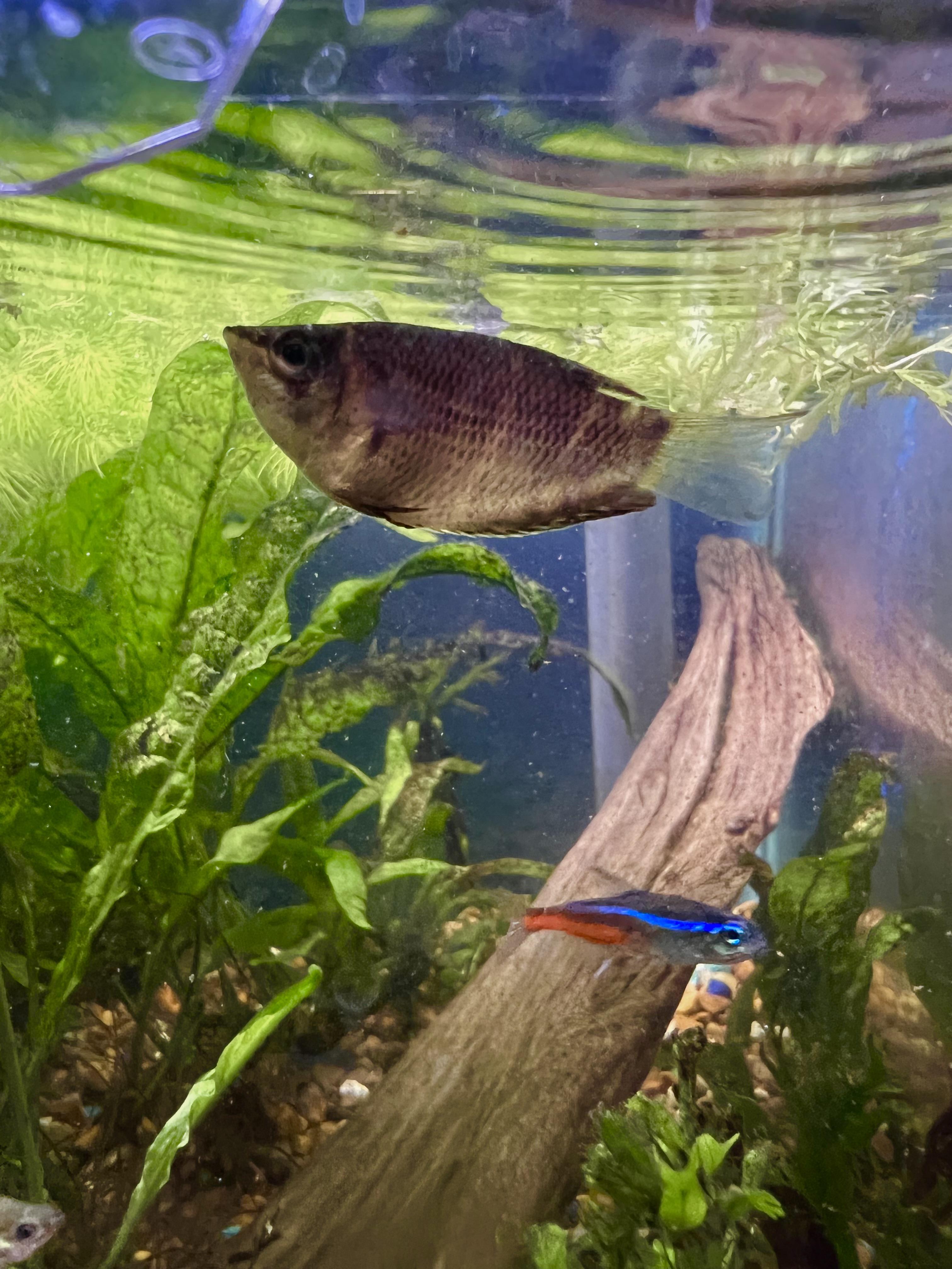 Chocolate gouramis! I’ve had him for a few weeks now and he’s finally