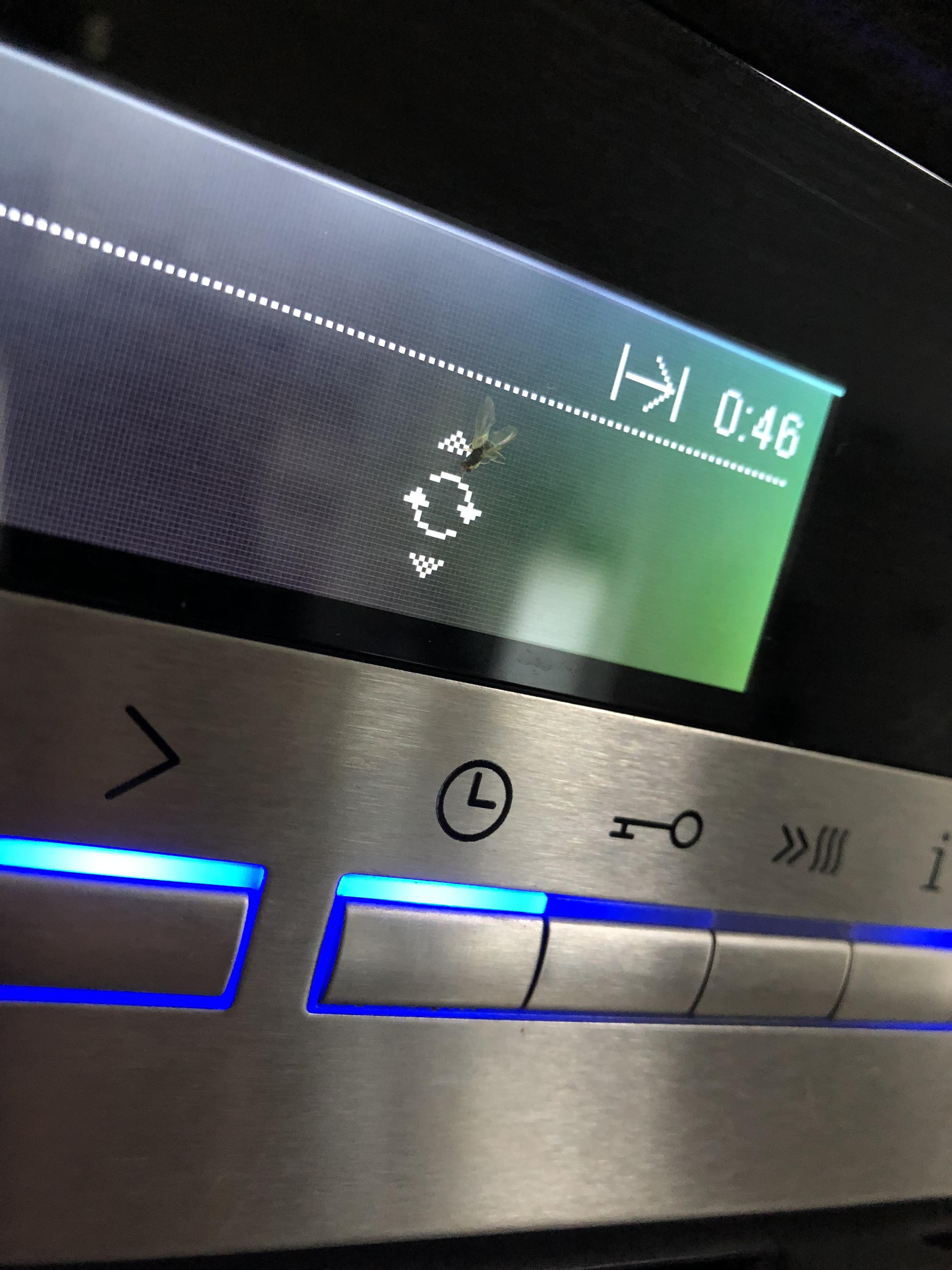 This fly that got behind the microwave screen and died there r