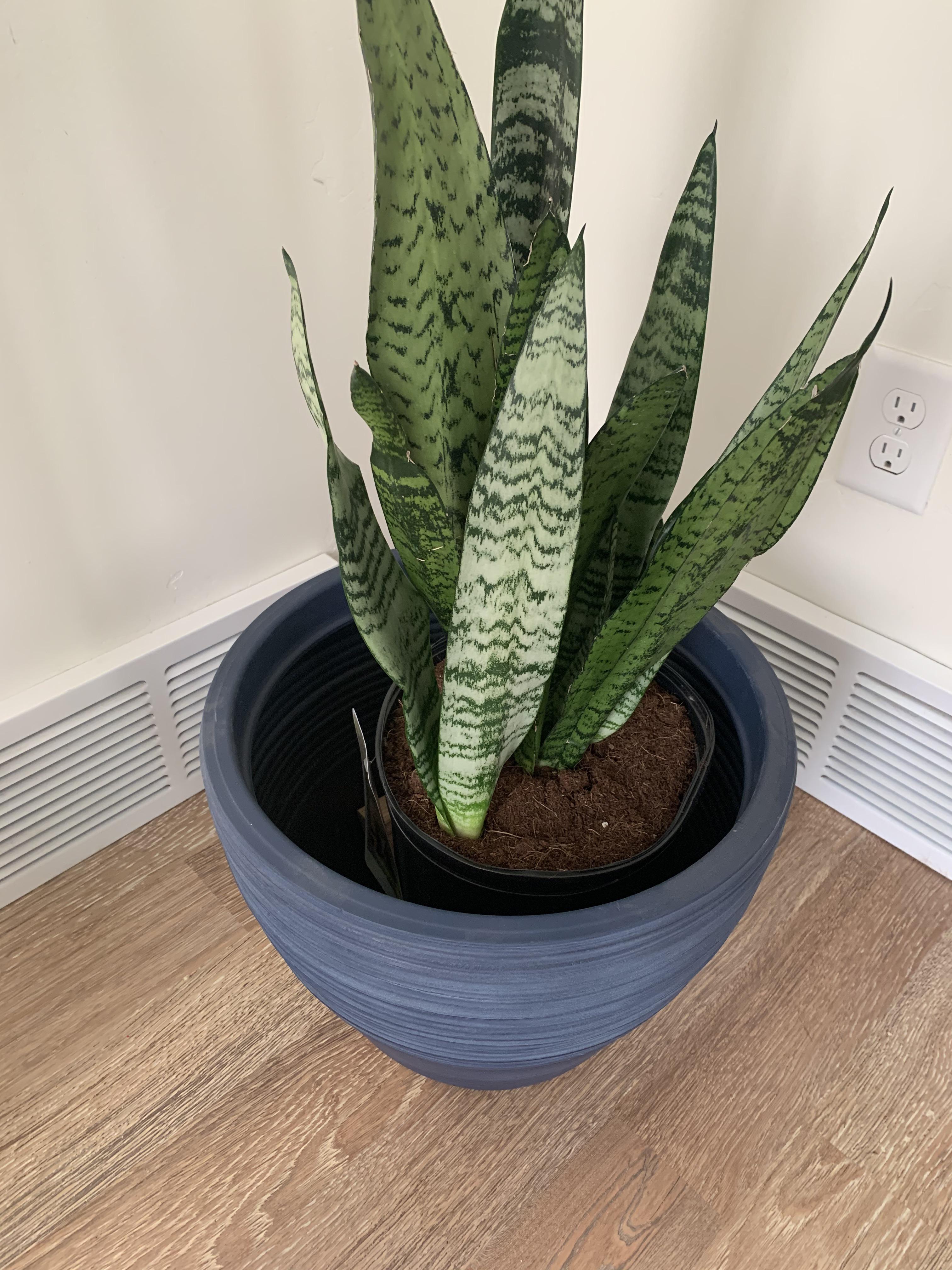 Ideas on how to disguise nursery pot? r/houseplants