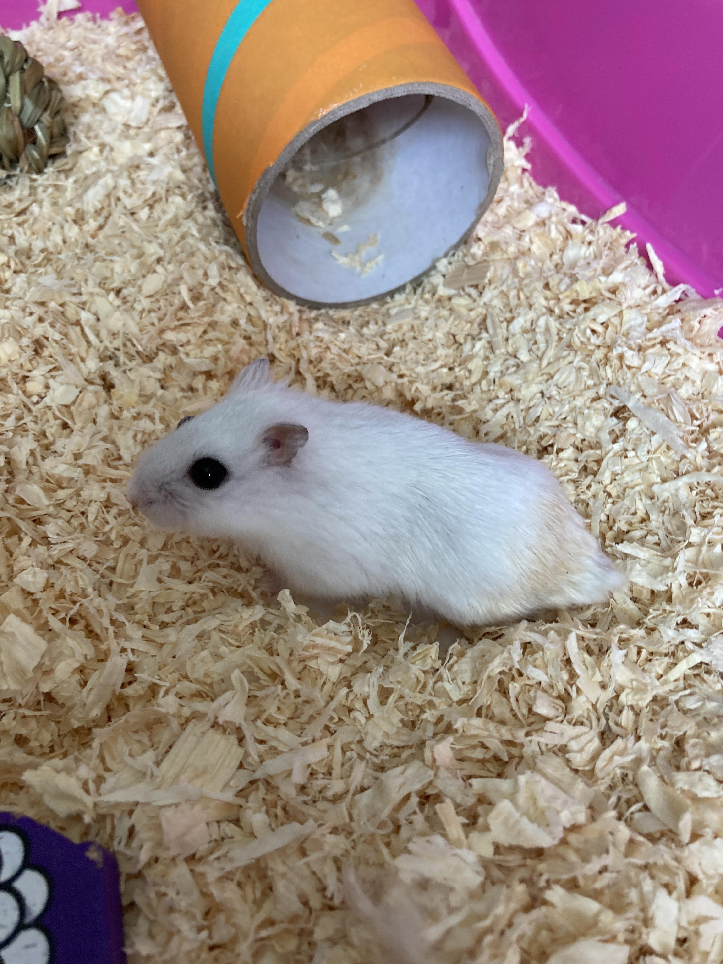 UPDATE 2 weeks ago I posted an image of my daughter’s new hamster