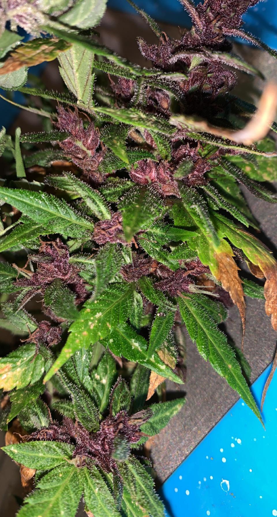 Red poison r/PurpleGrowery