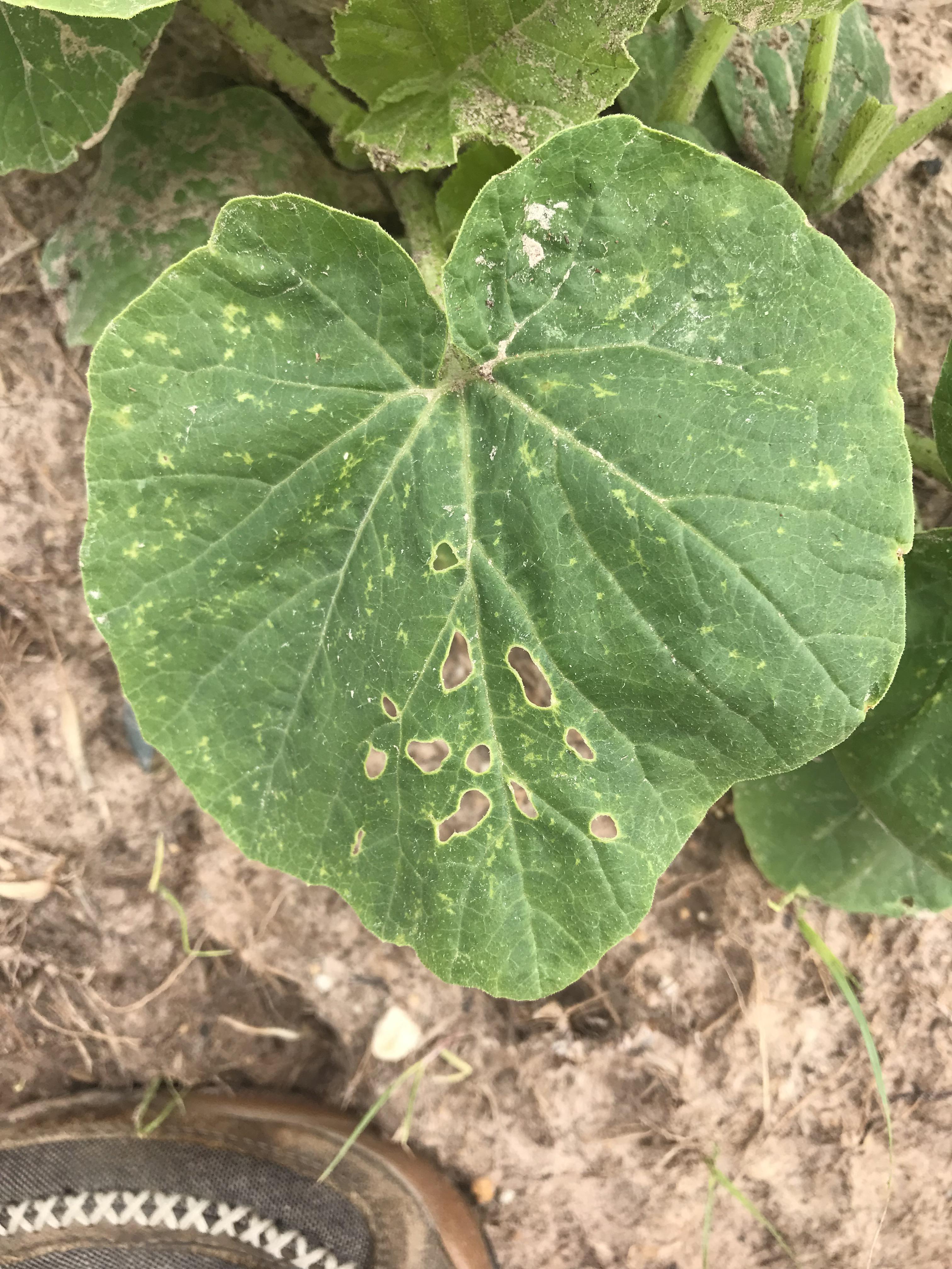 Need help identifying what is wrong with my pumpkin leaves. r/gardening