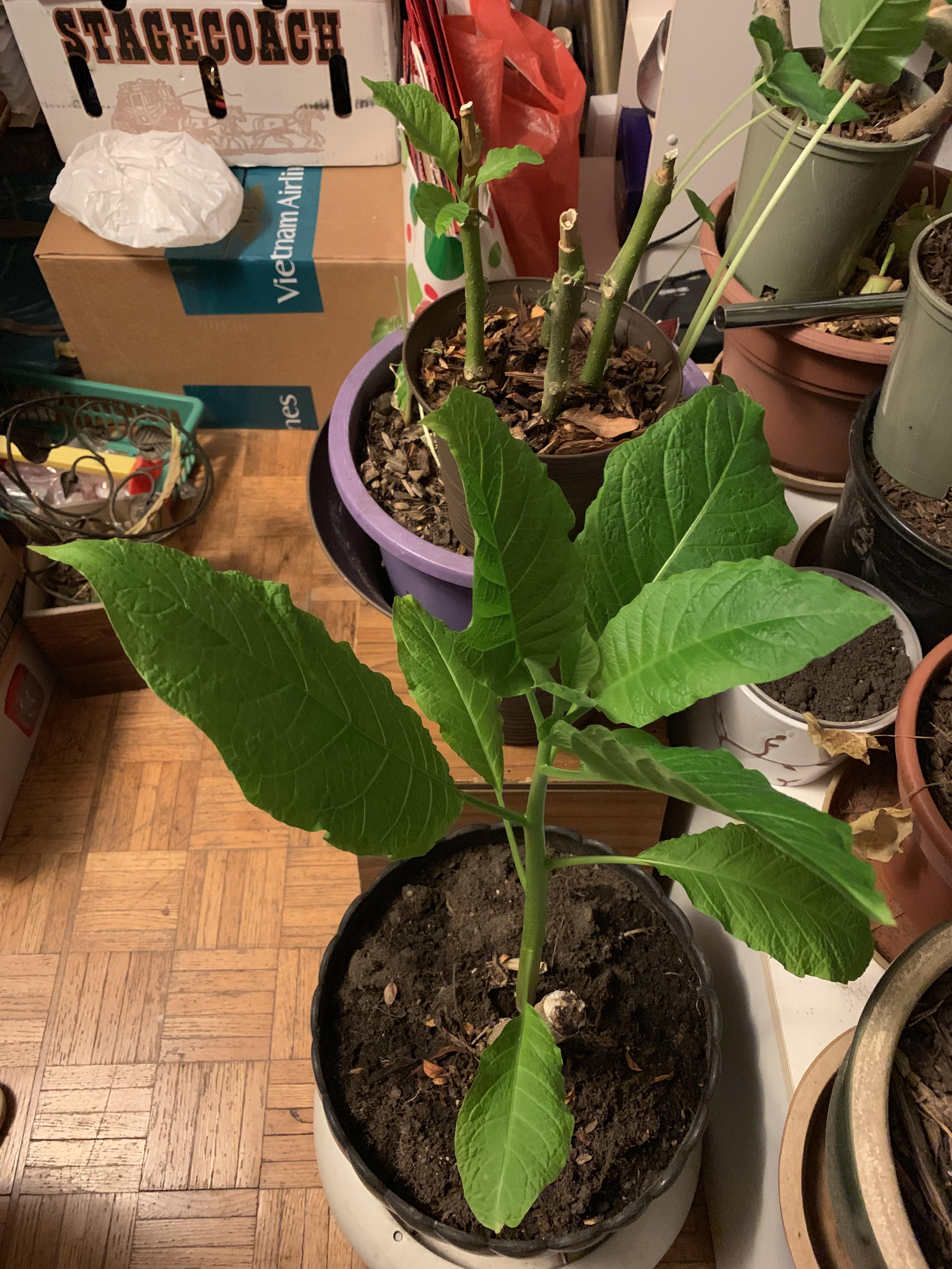 My friends plant. Said flower looks like a lily?? Doesn’t look like a