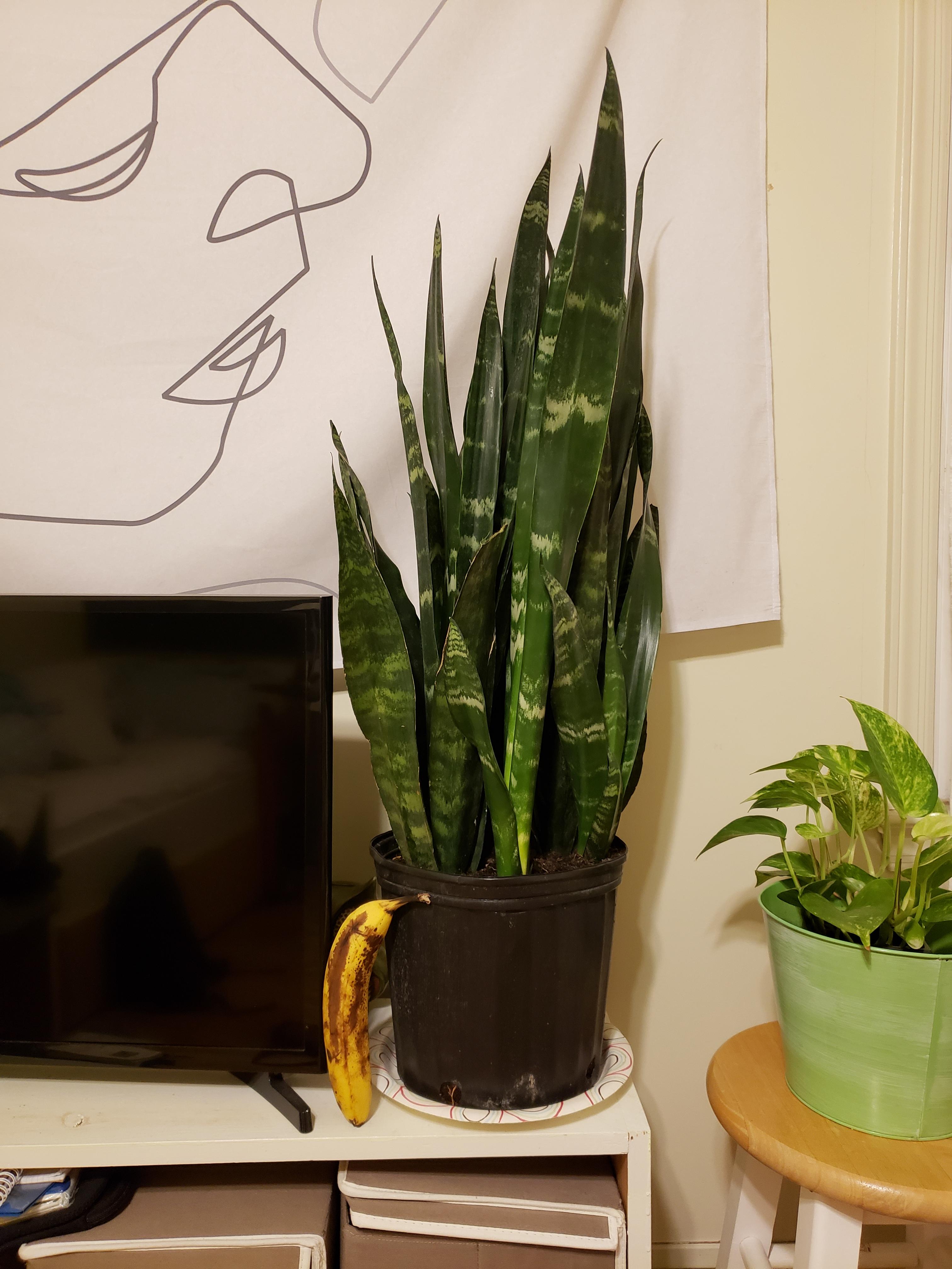 Home Depot has these massive snake plants for 15! A very ripe banana