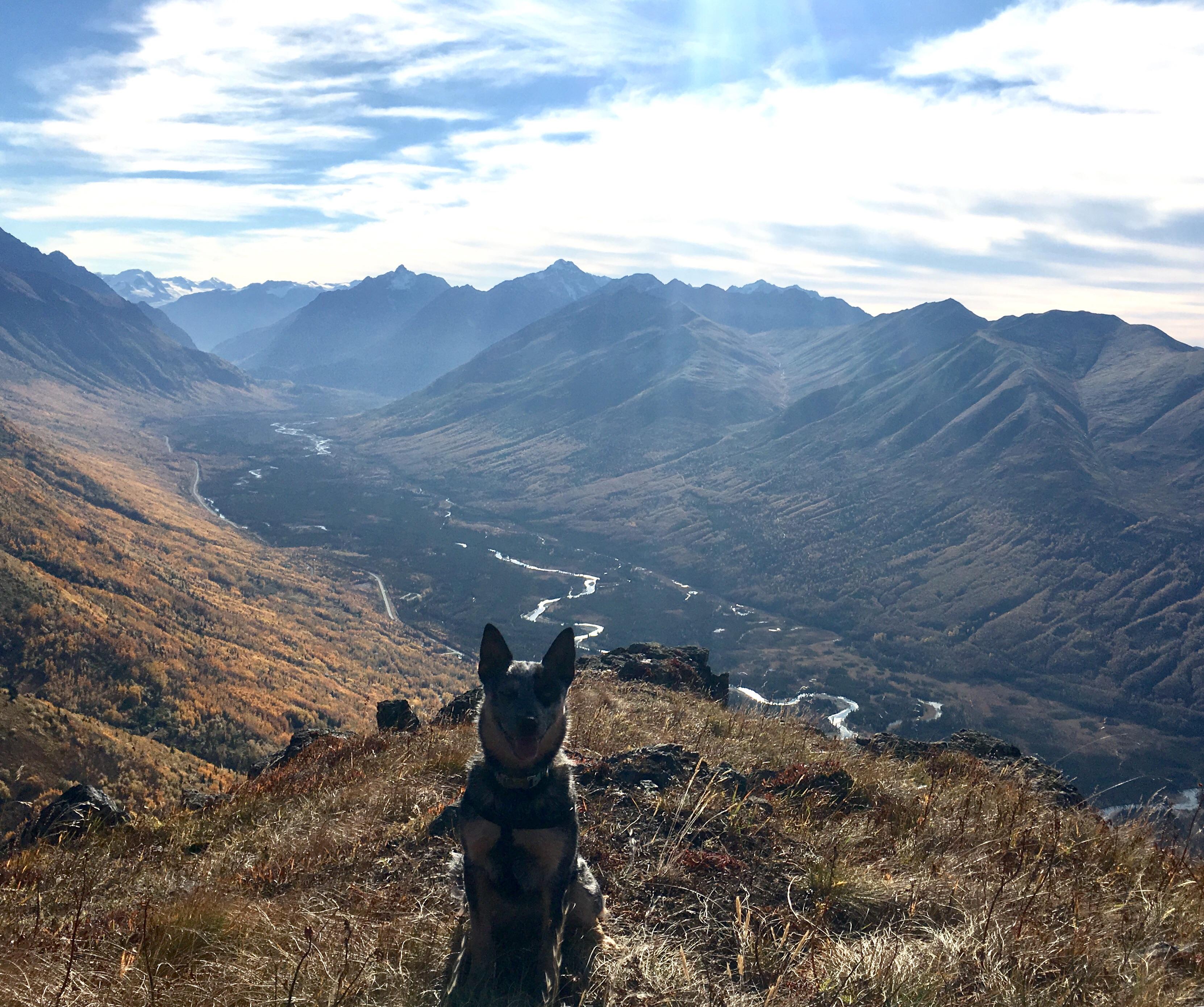 Best hiking buddy around blueheelers