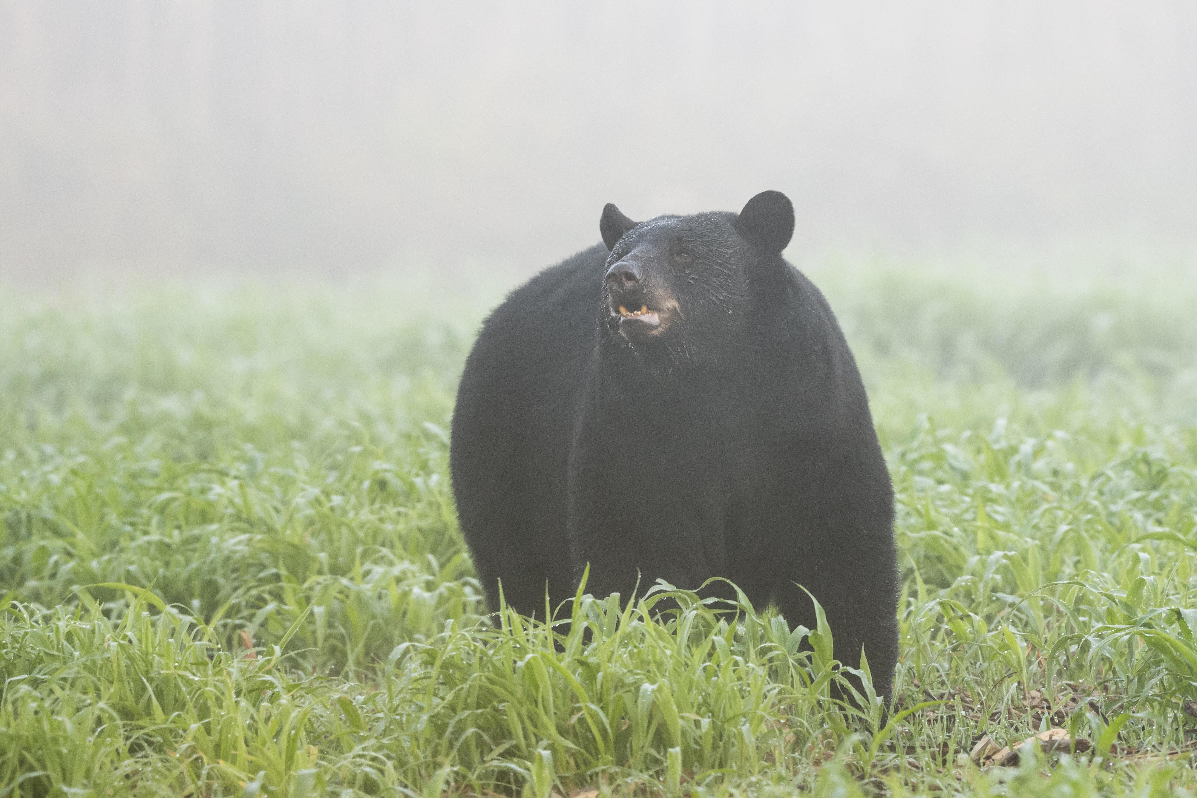 Little bear yesterday, big one today ) Alligator River National