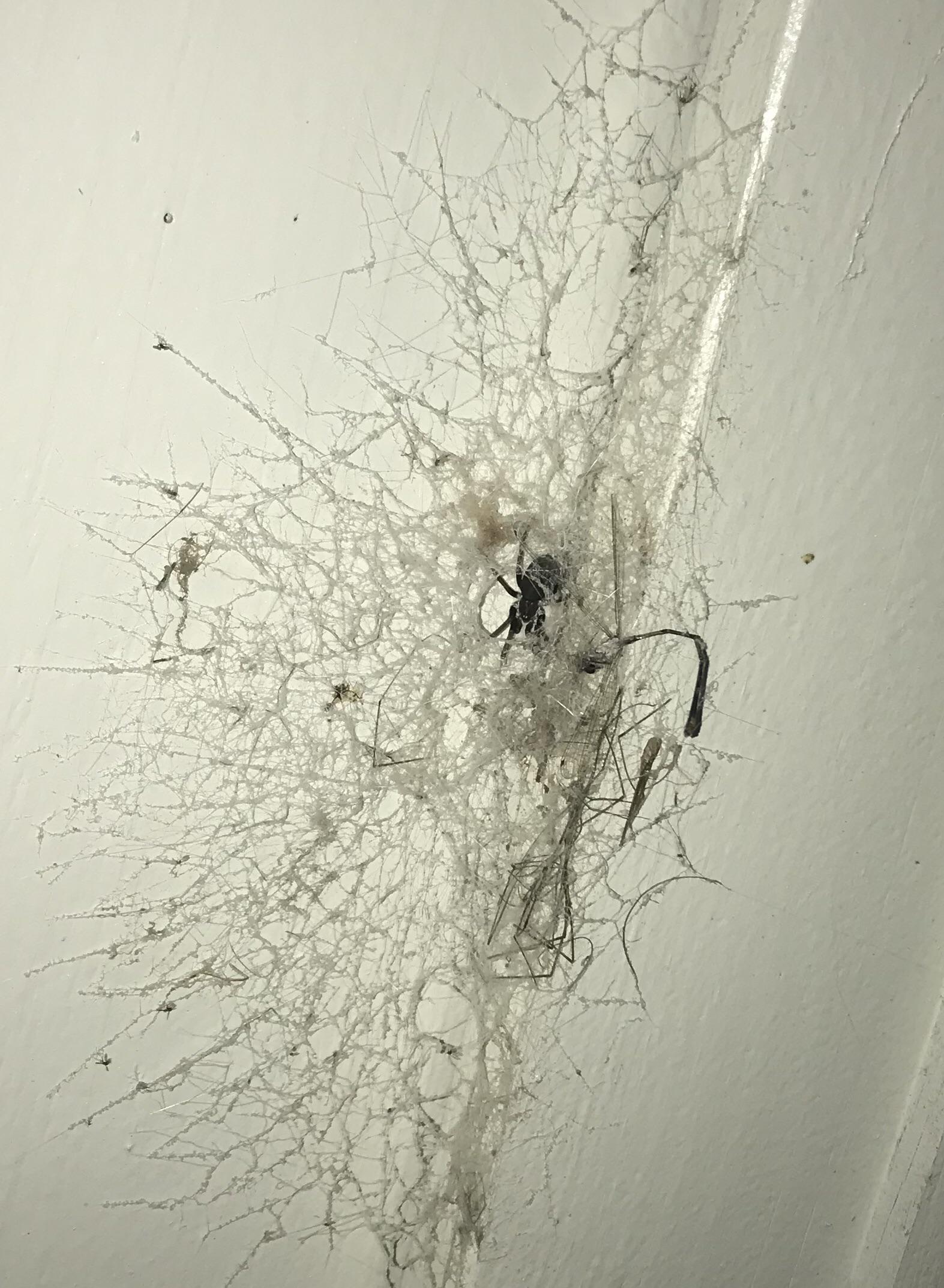 Found on the underside of a staircase in the Piedmont region of NC