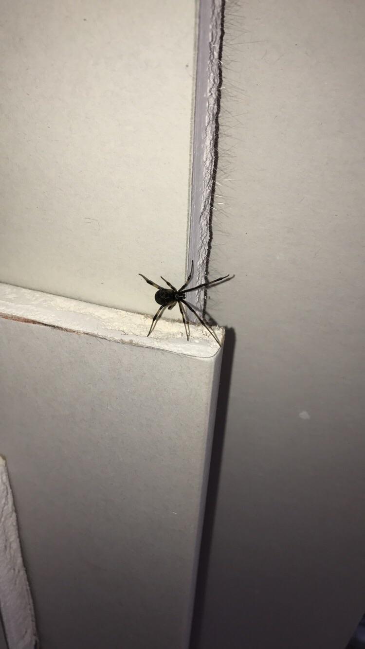 What type of spider is this?? I've never seen a spider like this in