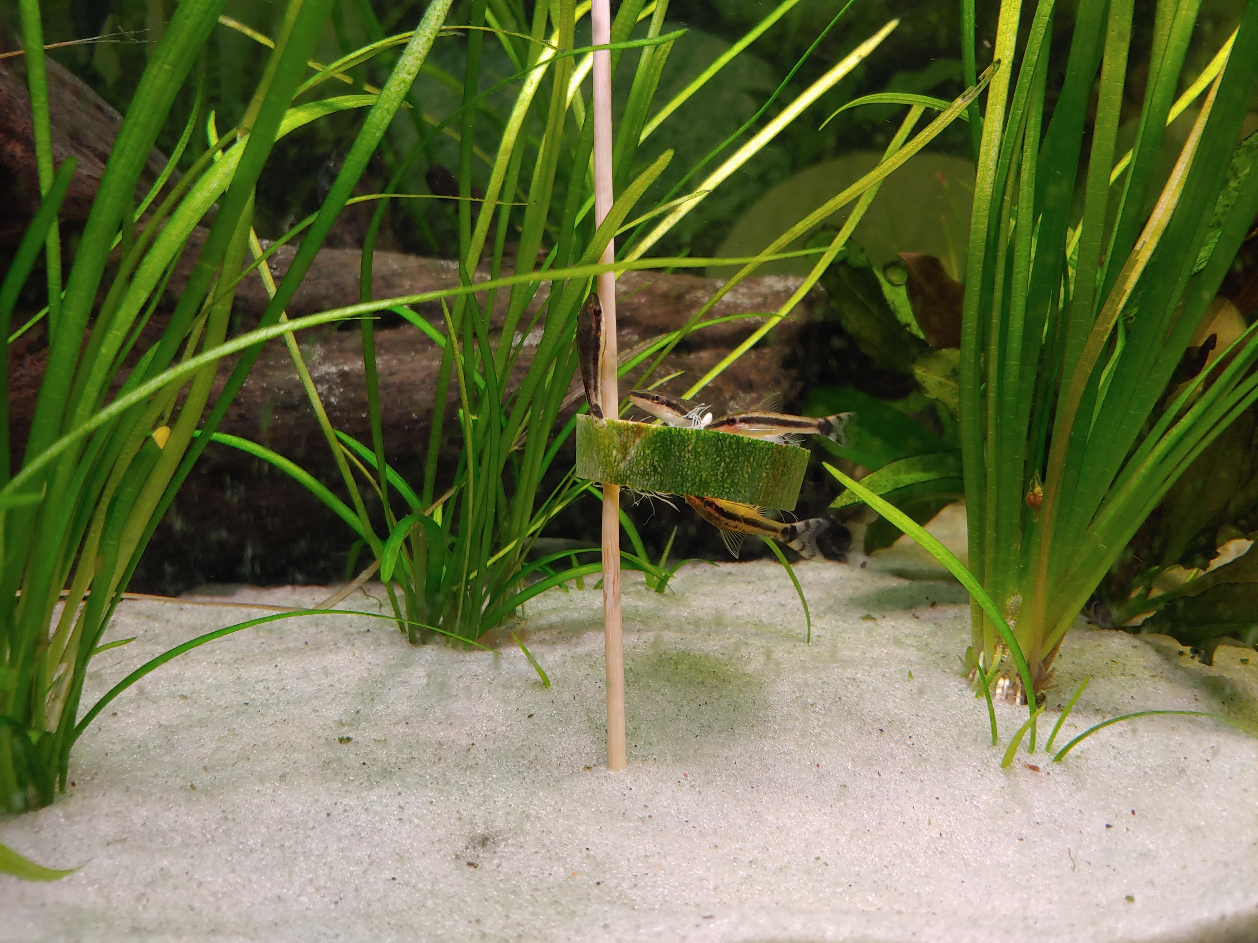 First time trying zucchini r/Aquariums