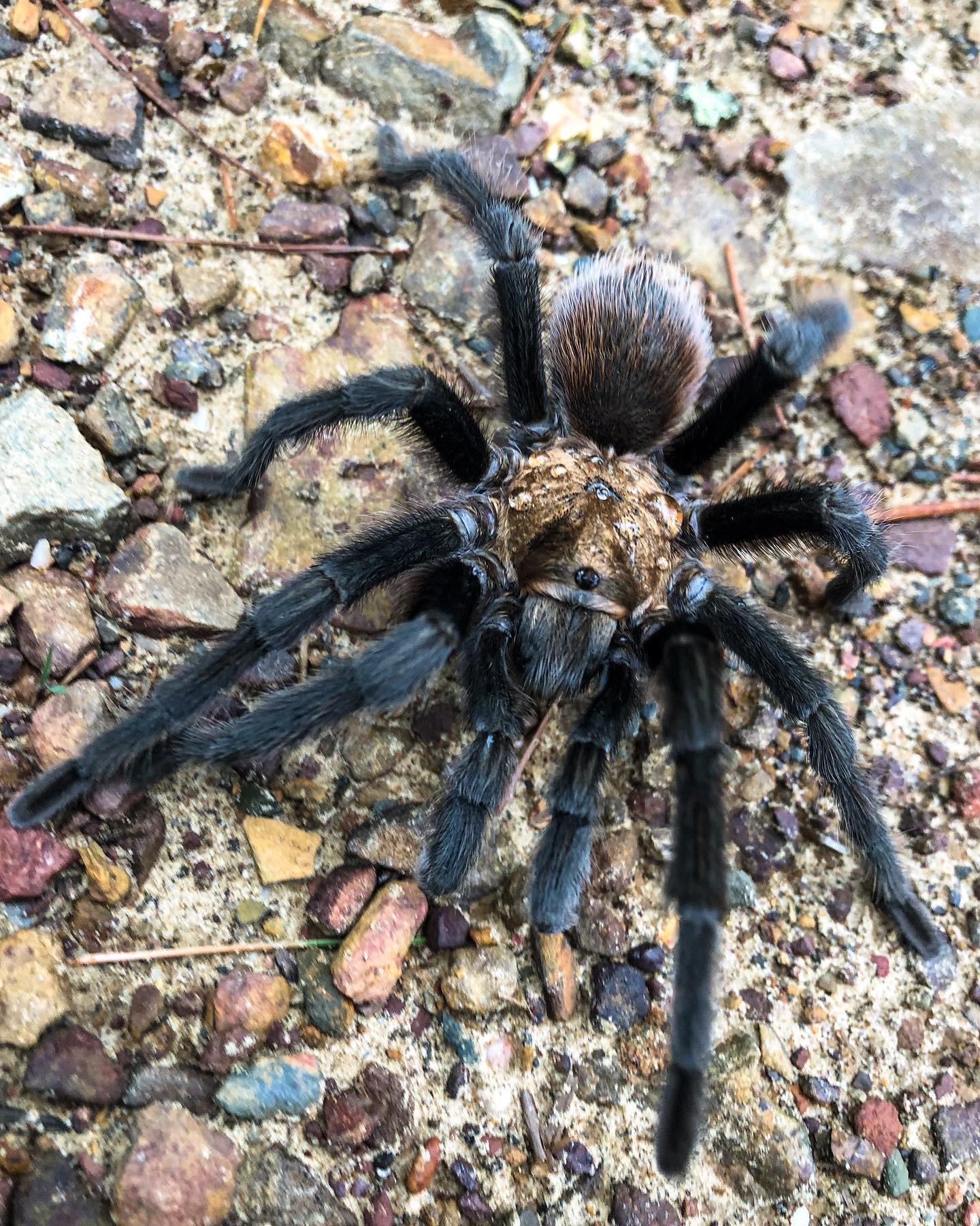 Arkansas chocolate tarantula, Aphonopelma hentzi r/spiders