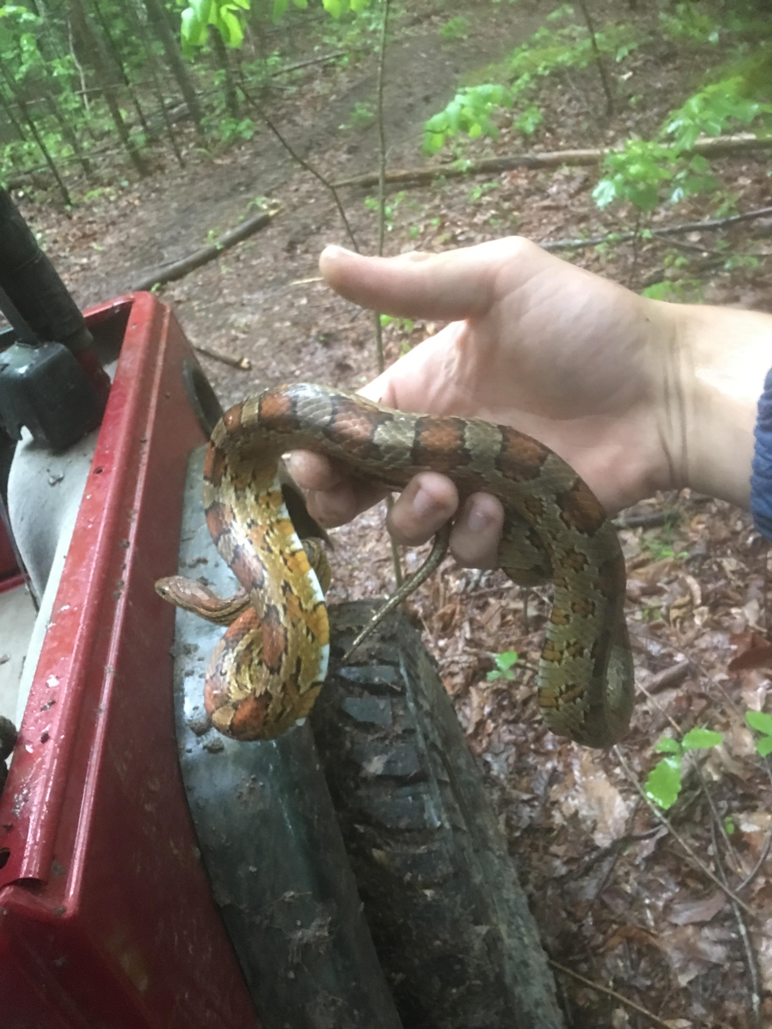 Corn snake I found on the side of a trail in north First one I